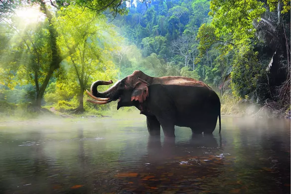 Tableau-elephant-dans-la-jungle