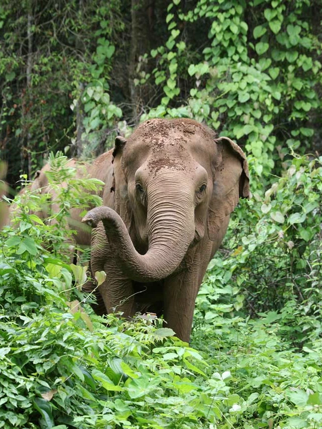 EH37 elephants jungle