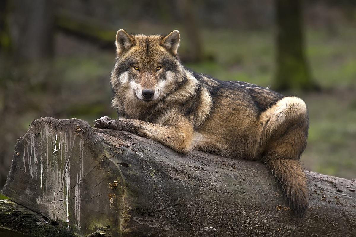 Loup-du-Gevaudan