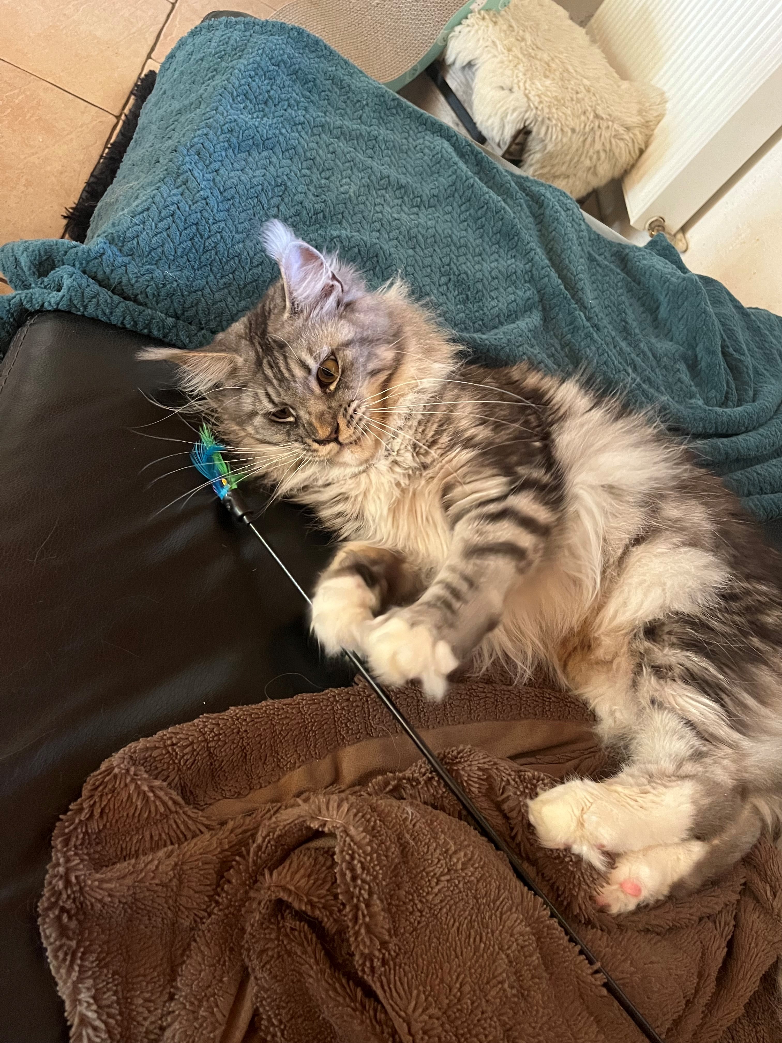 Maincoon