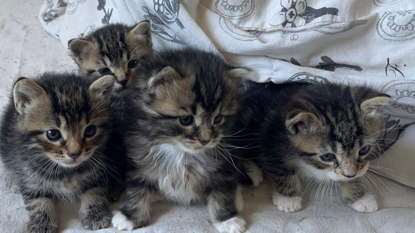 Chatons