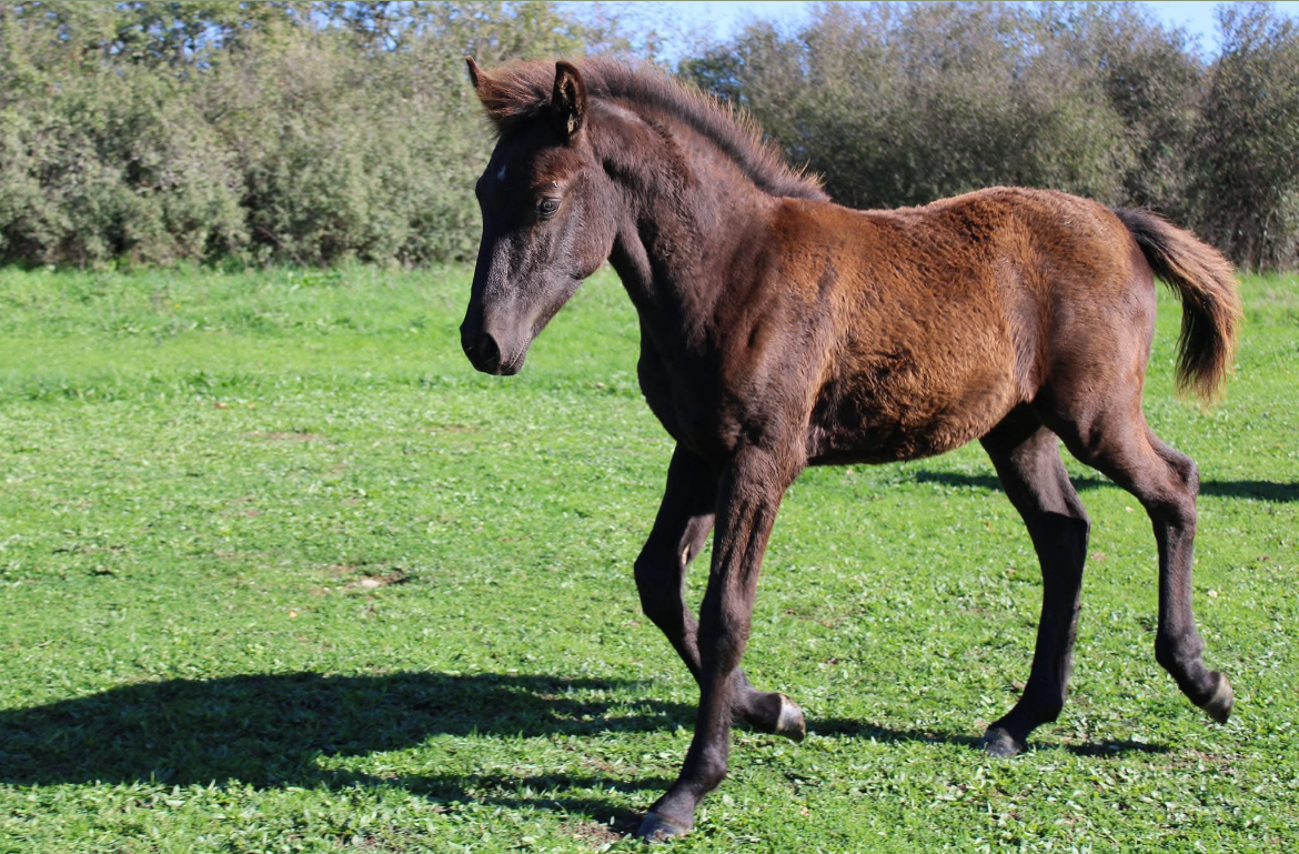 Poulain2