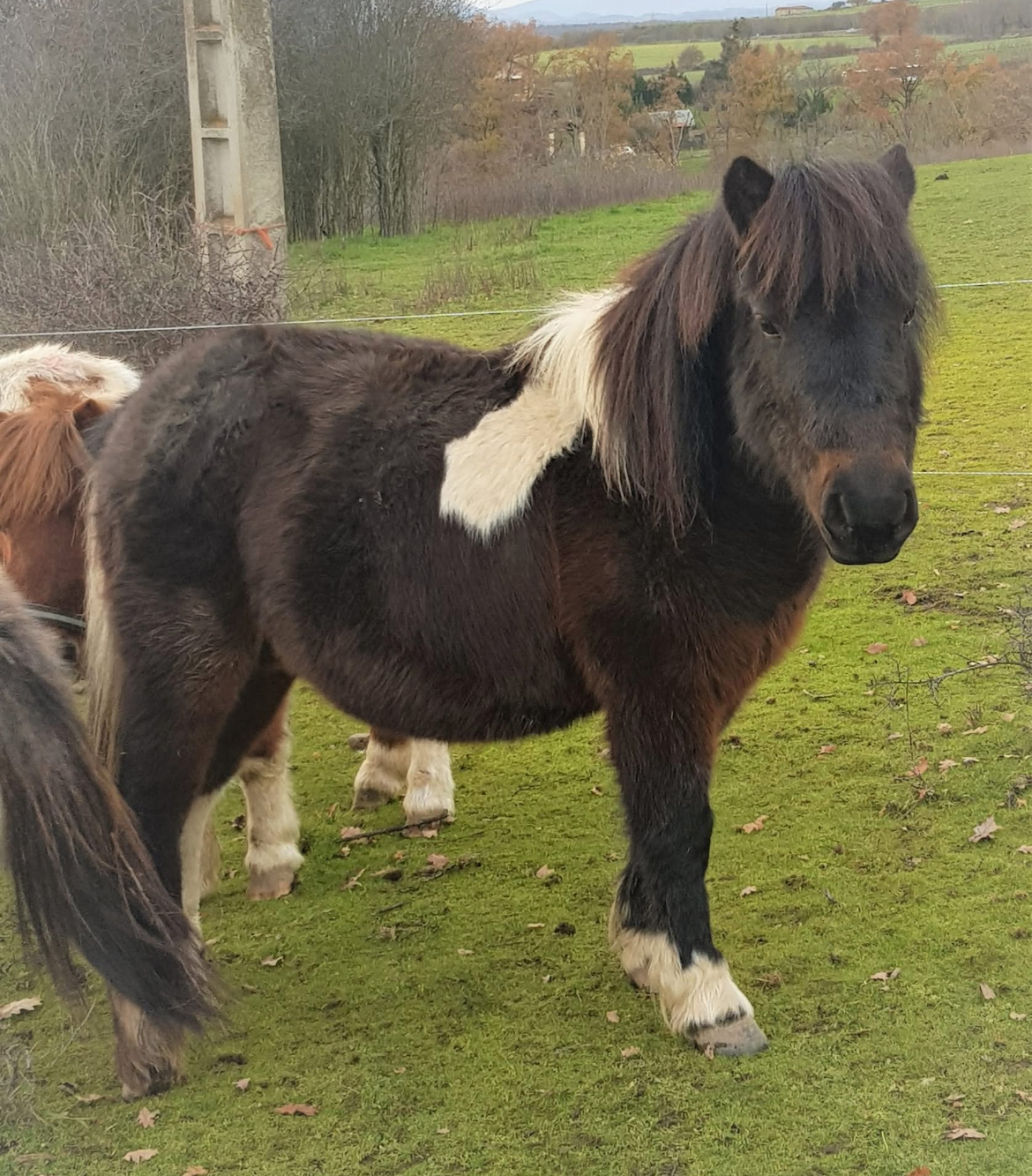 Poney