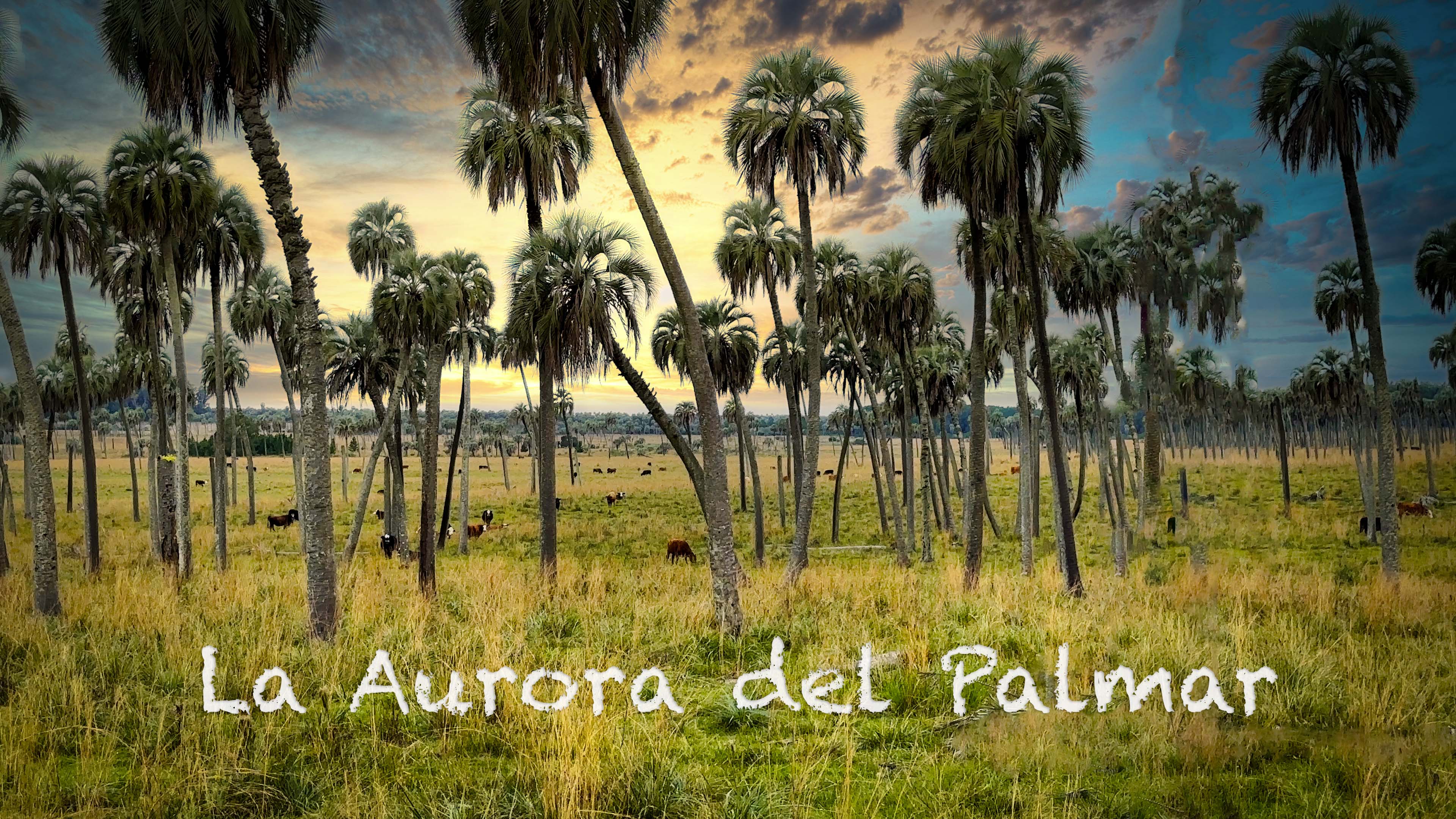 Miniature-photo-palmeraie-la-Aurora
