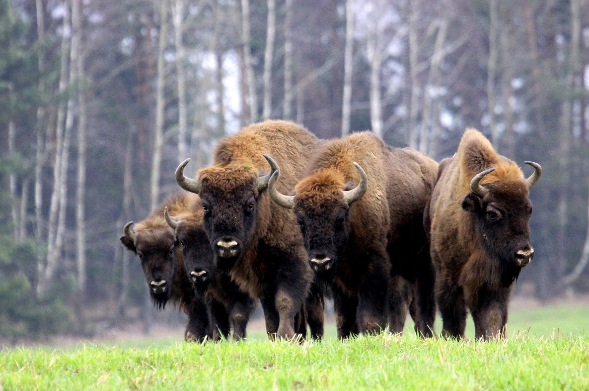 Bisons-en-margeride