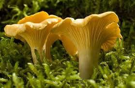 Champignons