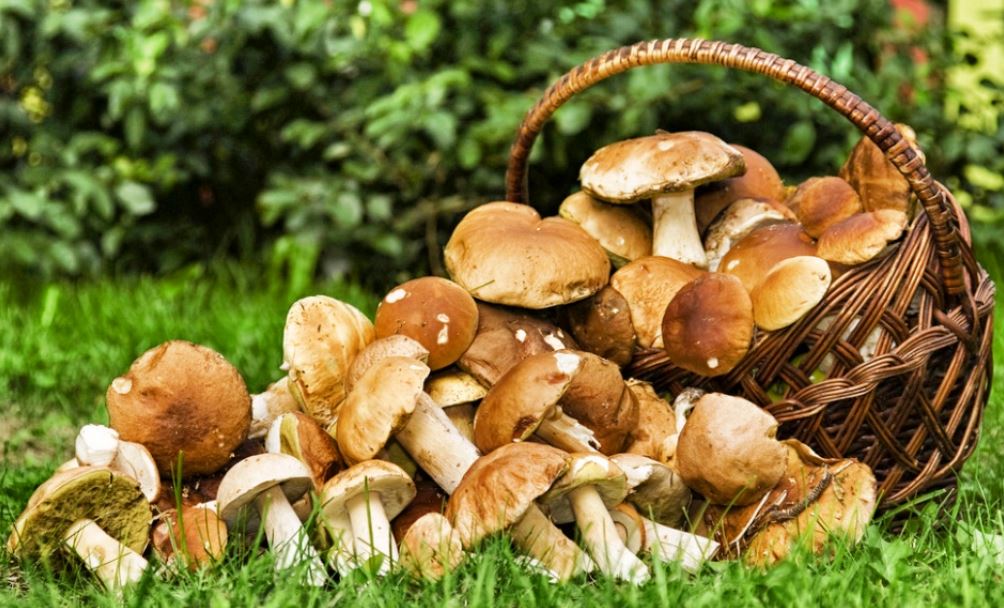 Champignons-comestibles