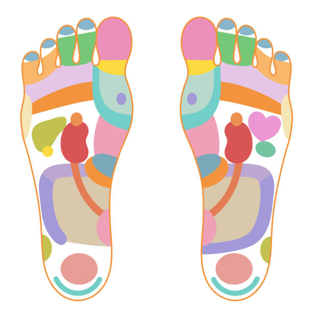 Illustration-coloree-de-la-seule-zone-reflexe-3023994150