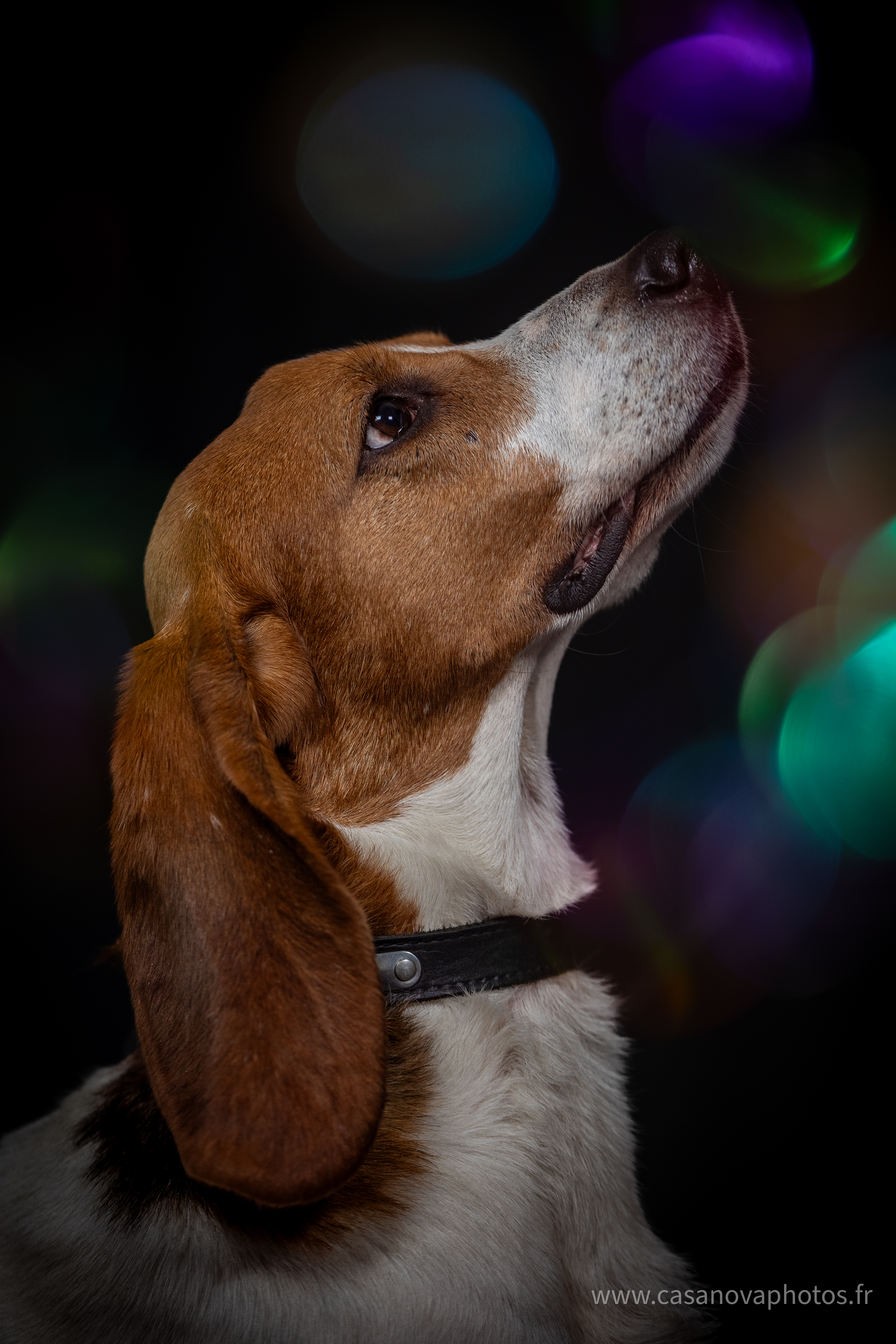 Chiens site internet 06
