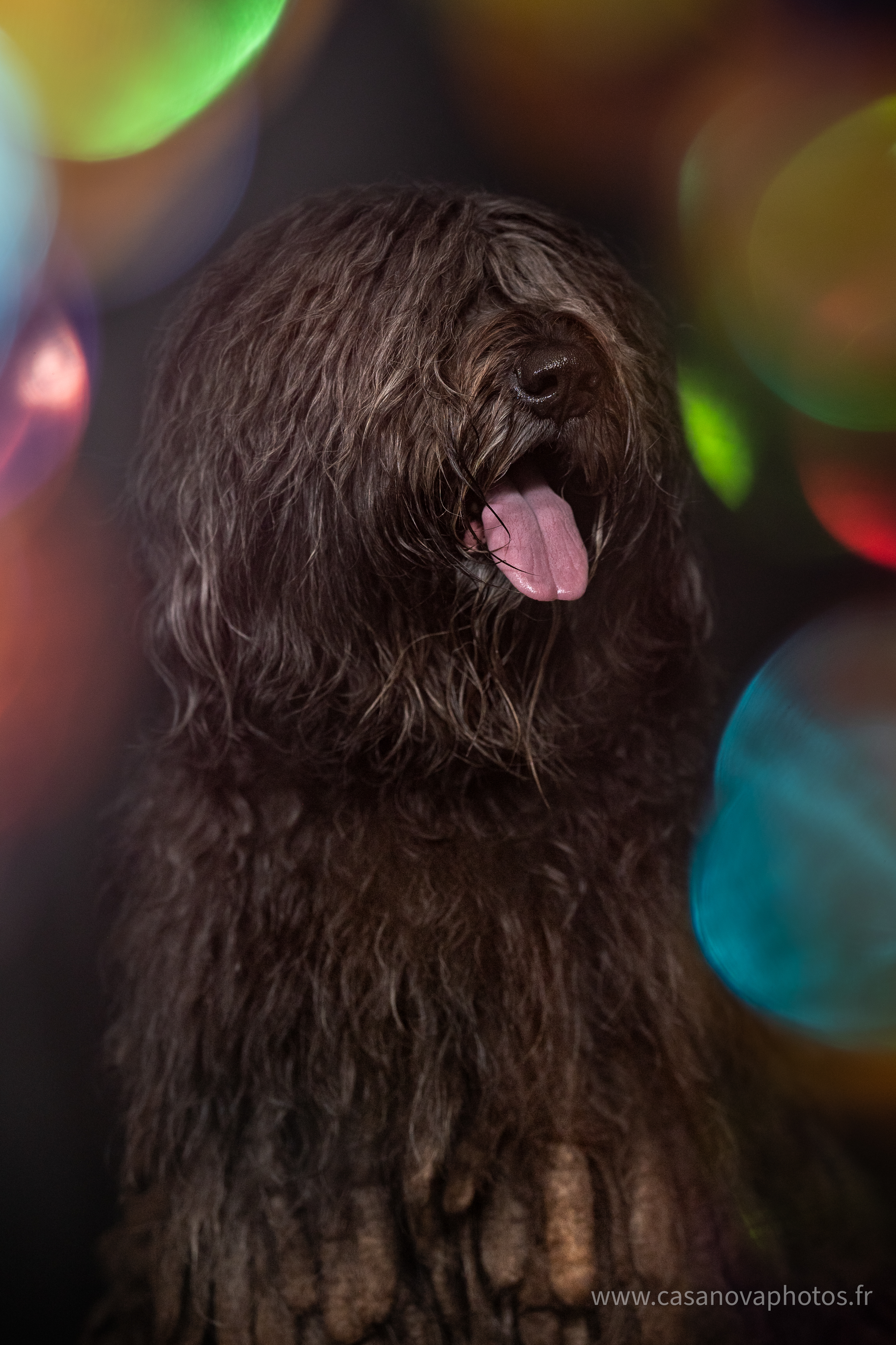 Chiens site internet 05