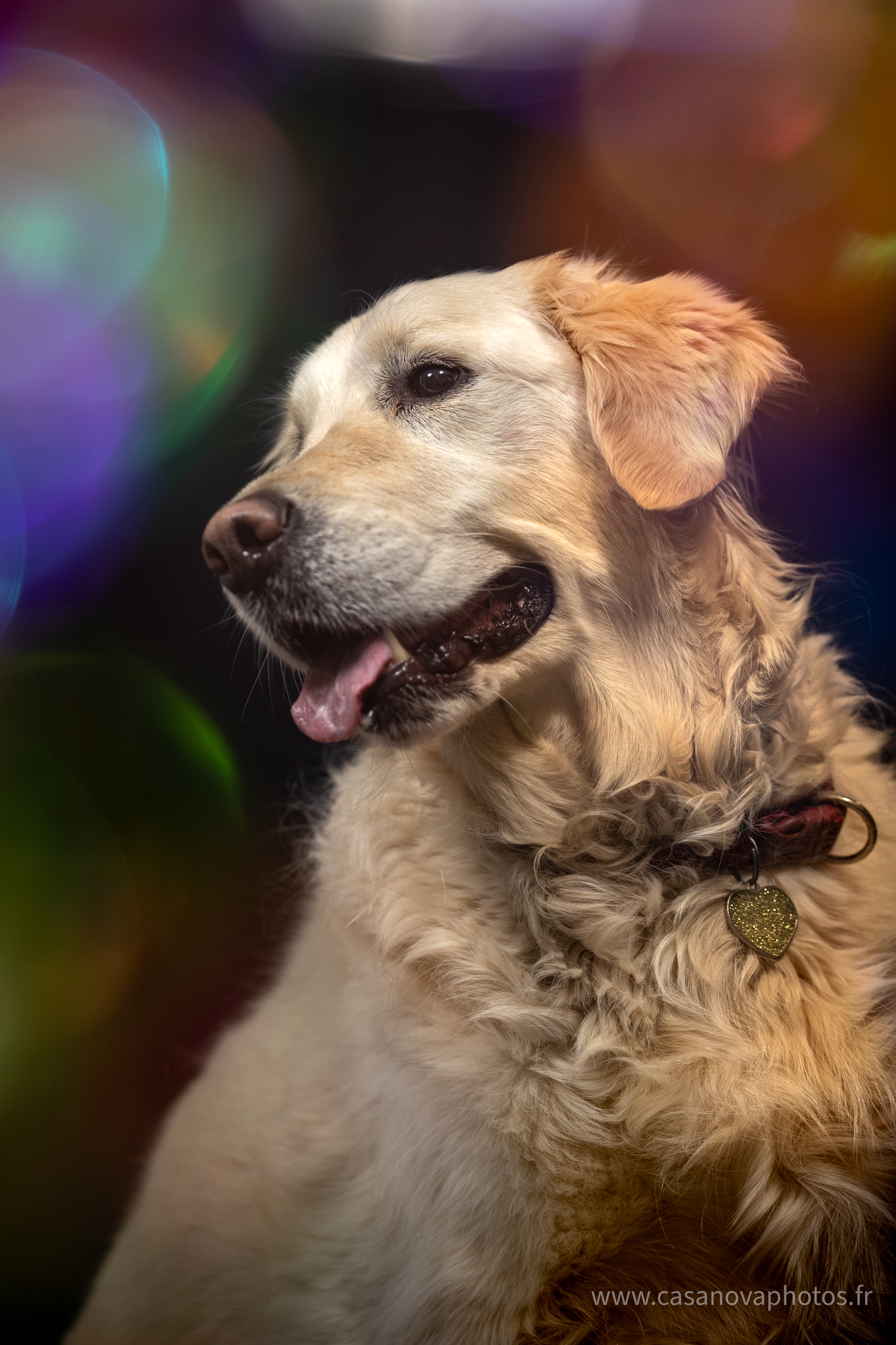 Chiens site internet 03