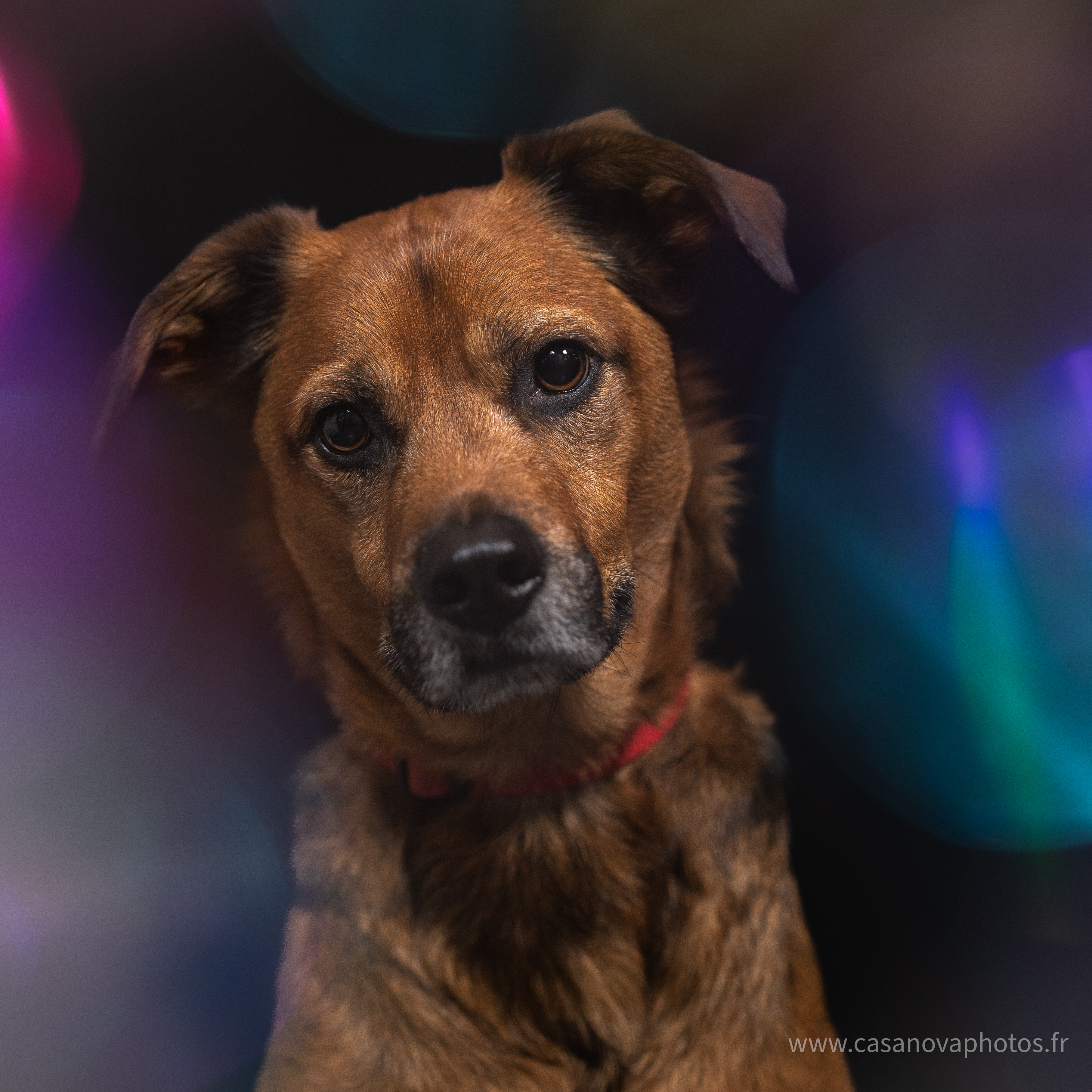 Chiens site internet 02