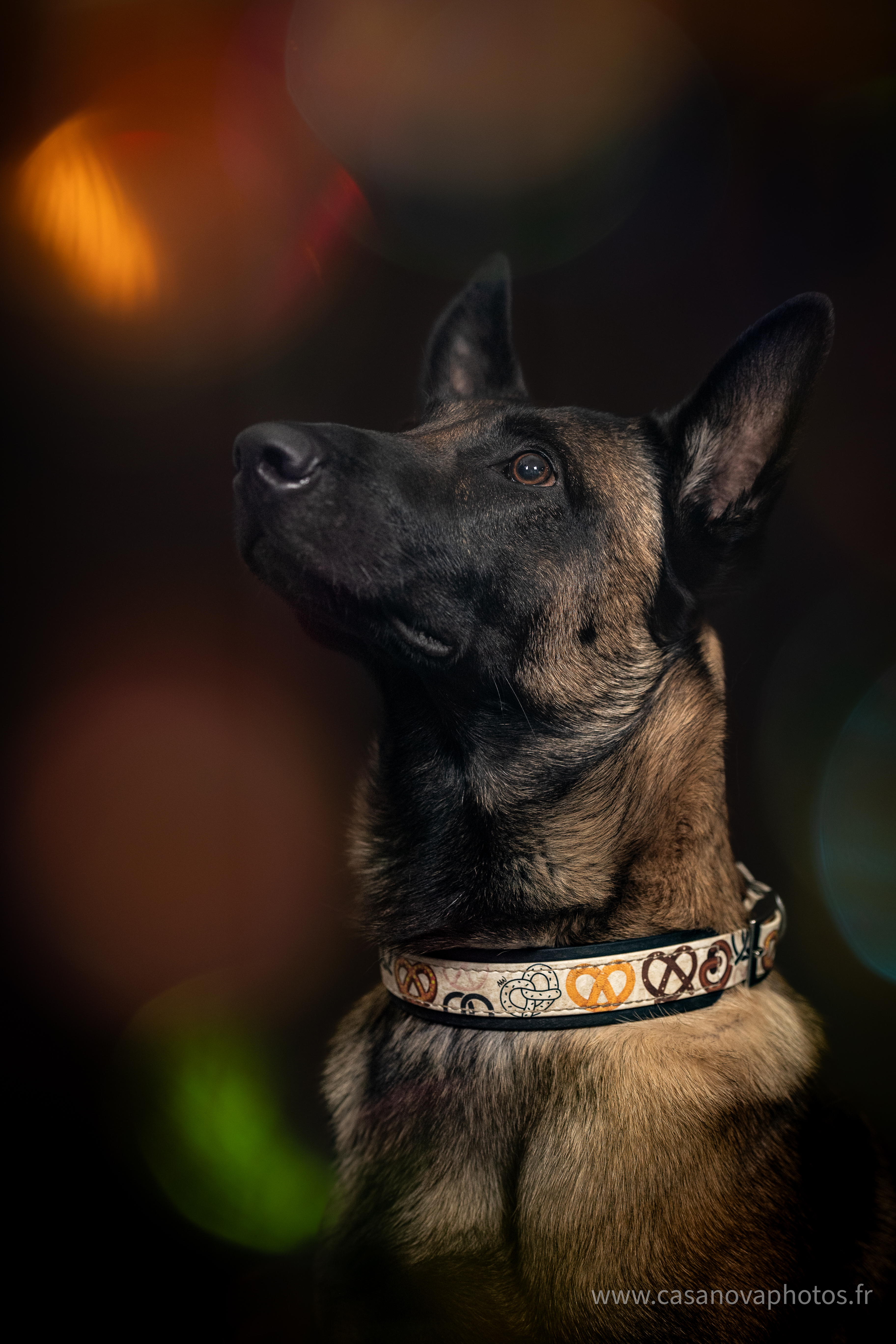 Chiens site internet 01