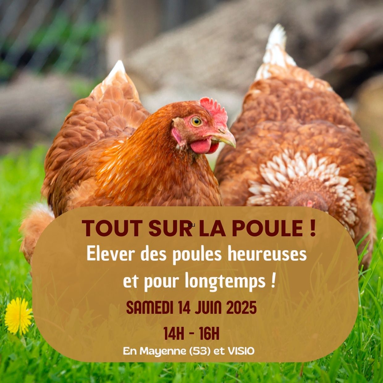 Tout sur la poule