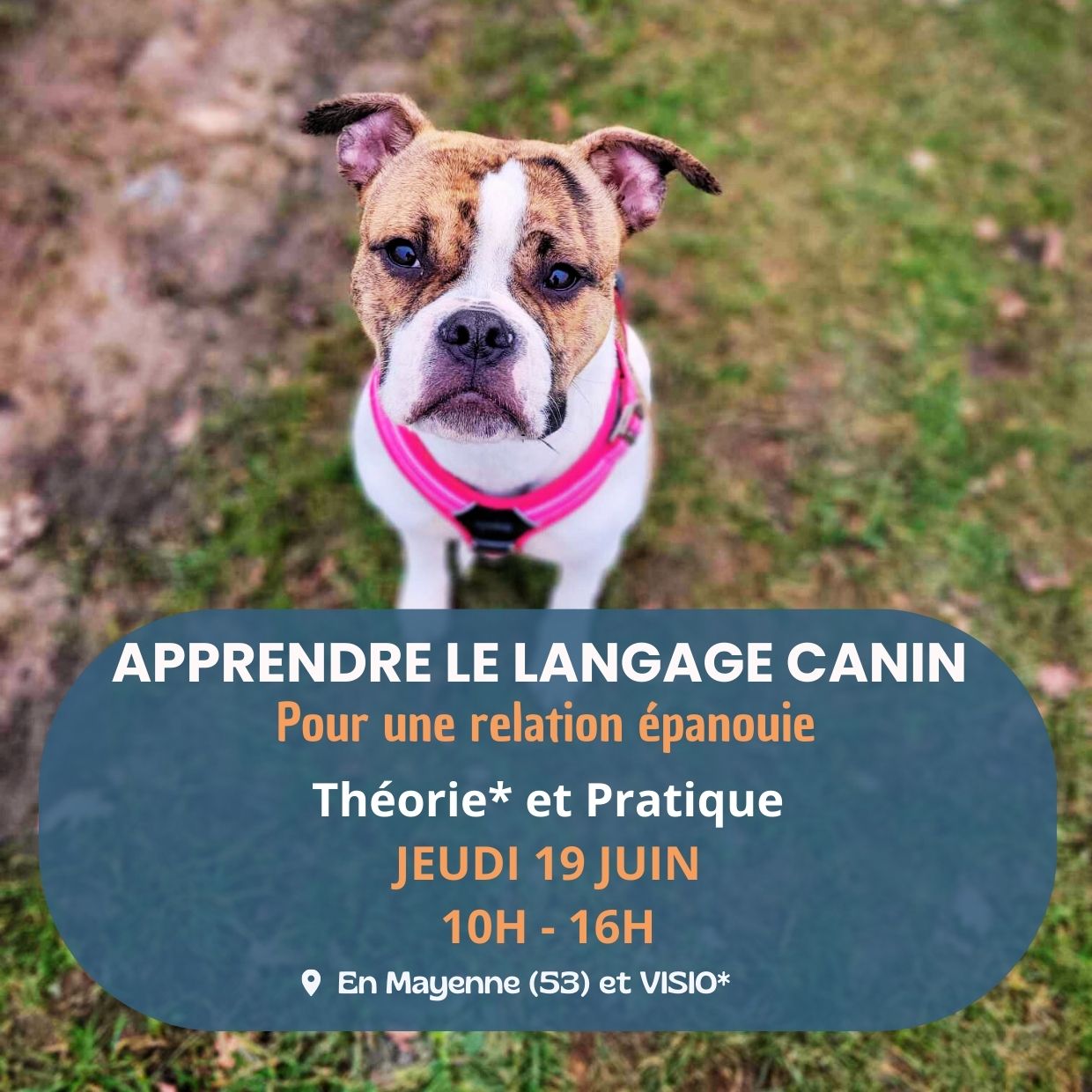 Apprendre le langage canin