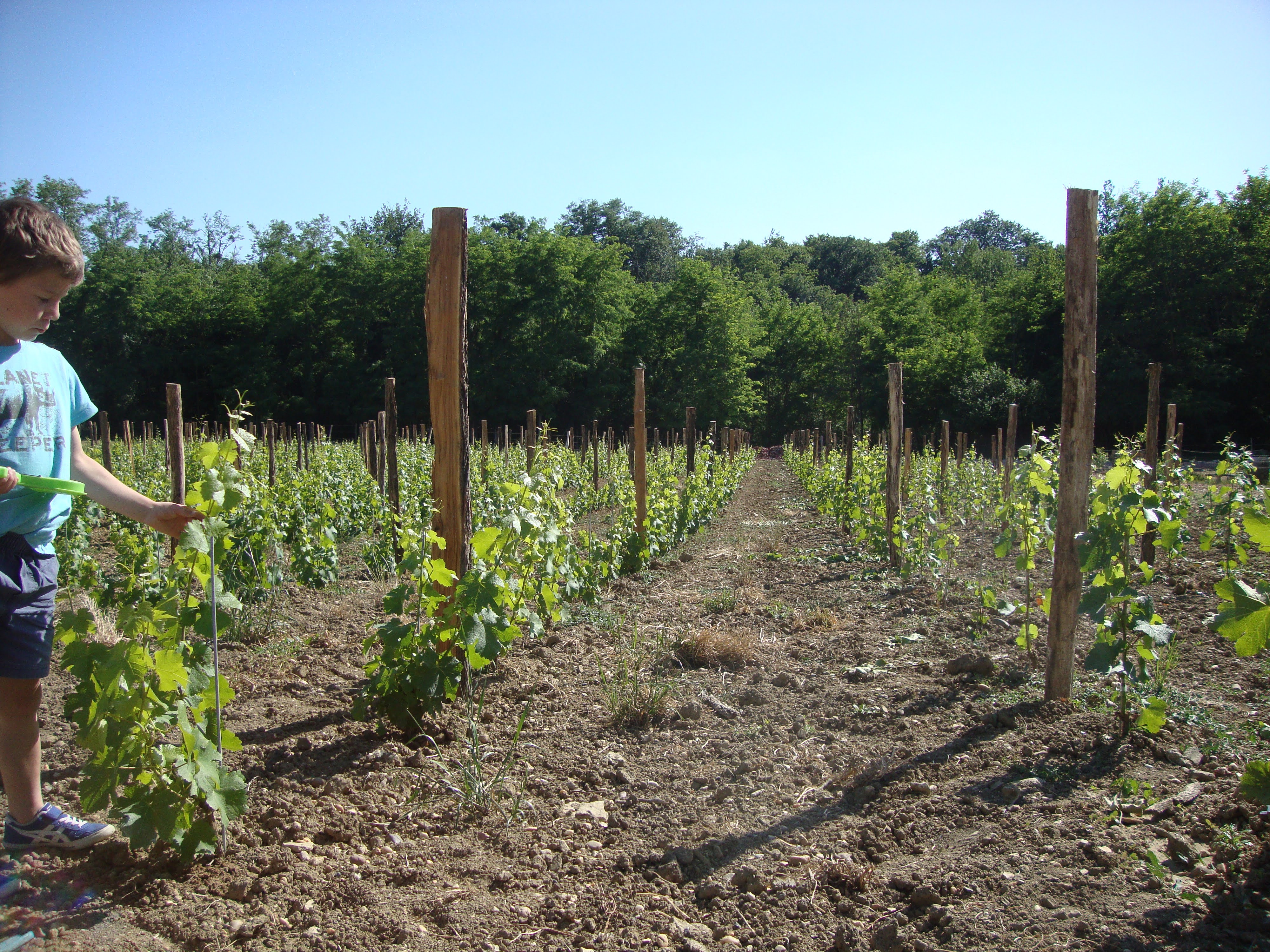 chateau Haut Roc plantation de sauvignon