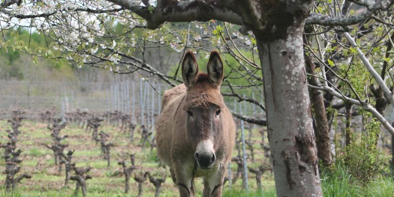Château Haut Roc de l'agriculture biologique à la biodynamie 
