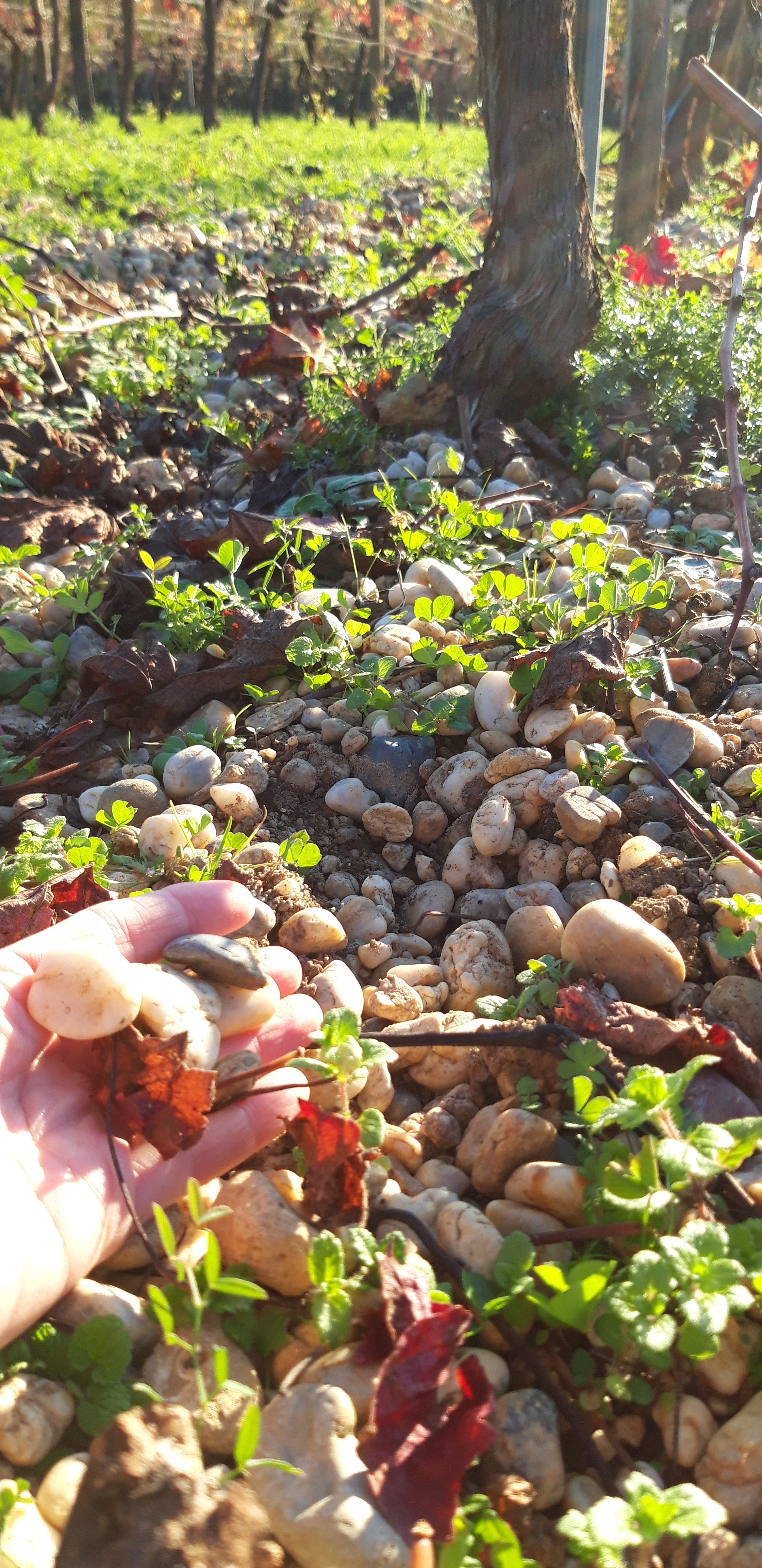 Une veine de grave au Château Haut Roc pour une maturité du raisin optimale
