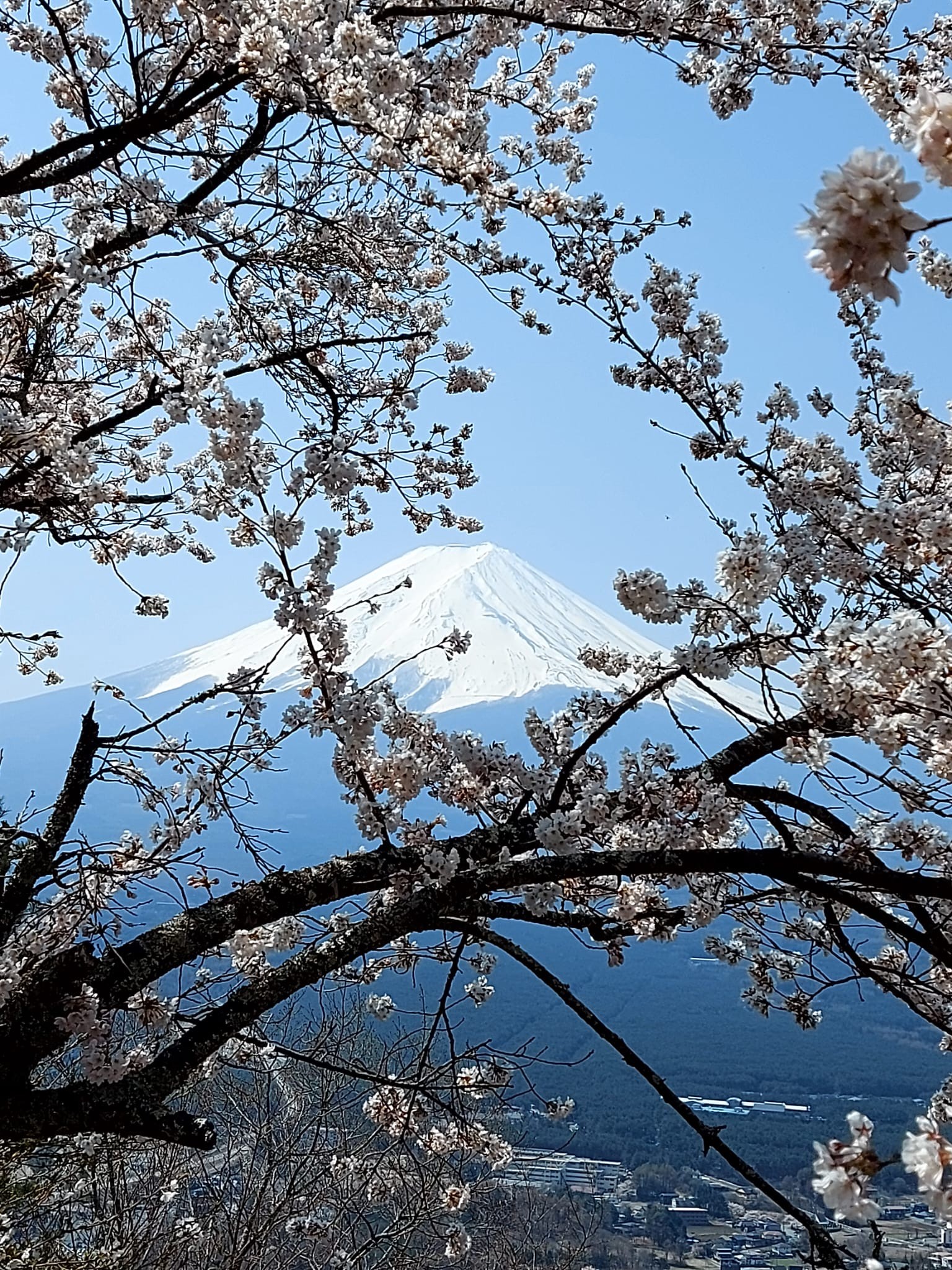 Mont fuji printemps