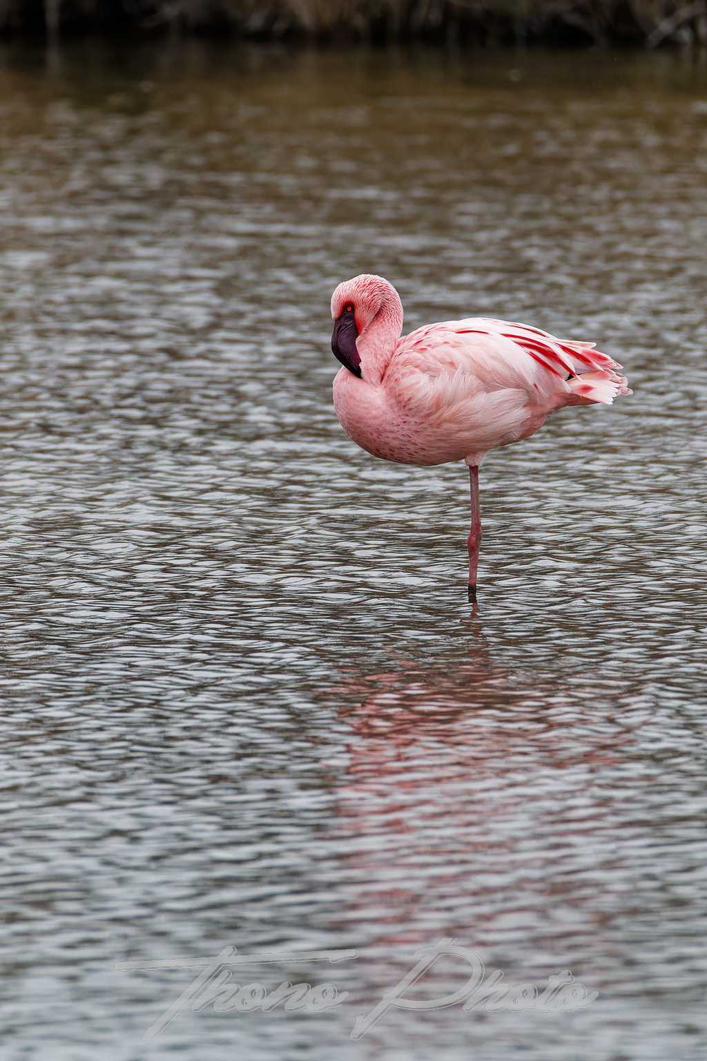 Flamand nain pont de gau 2025 01 24 00686f