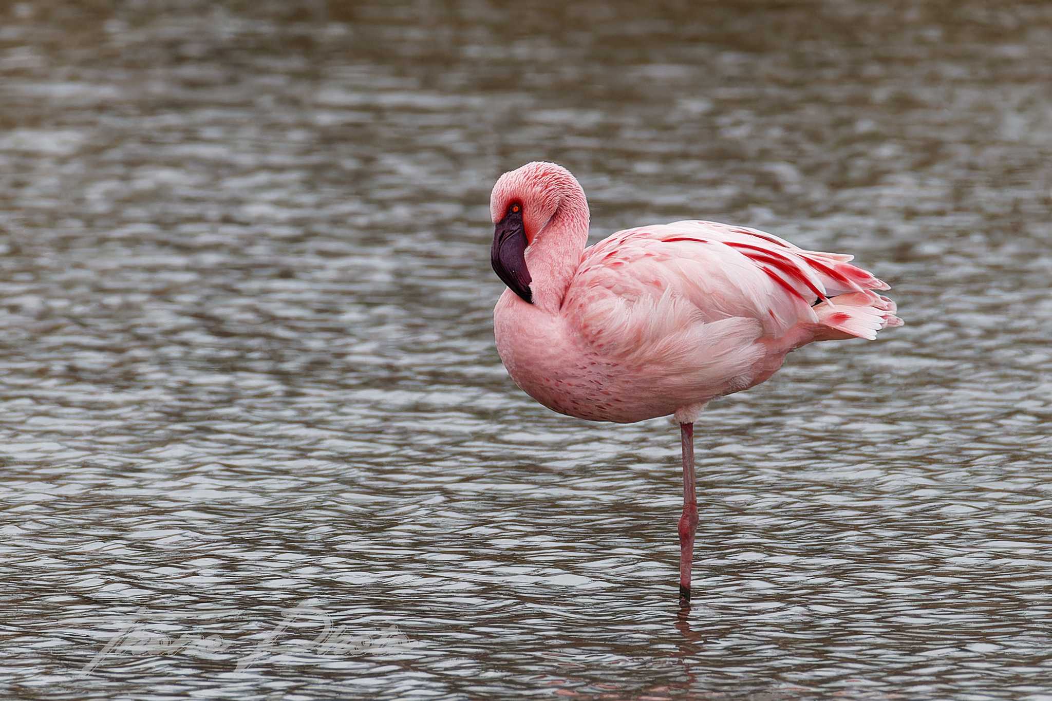 Flamand nain pont de gau 2025 01 24 00685f