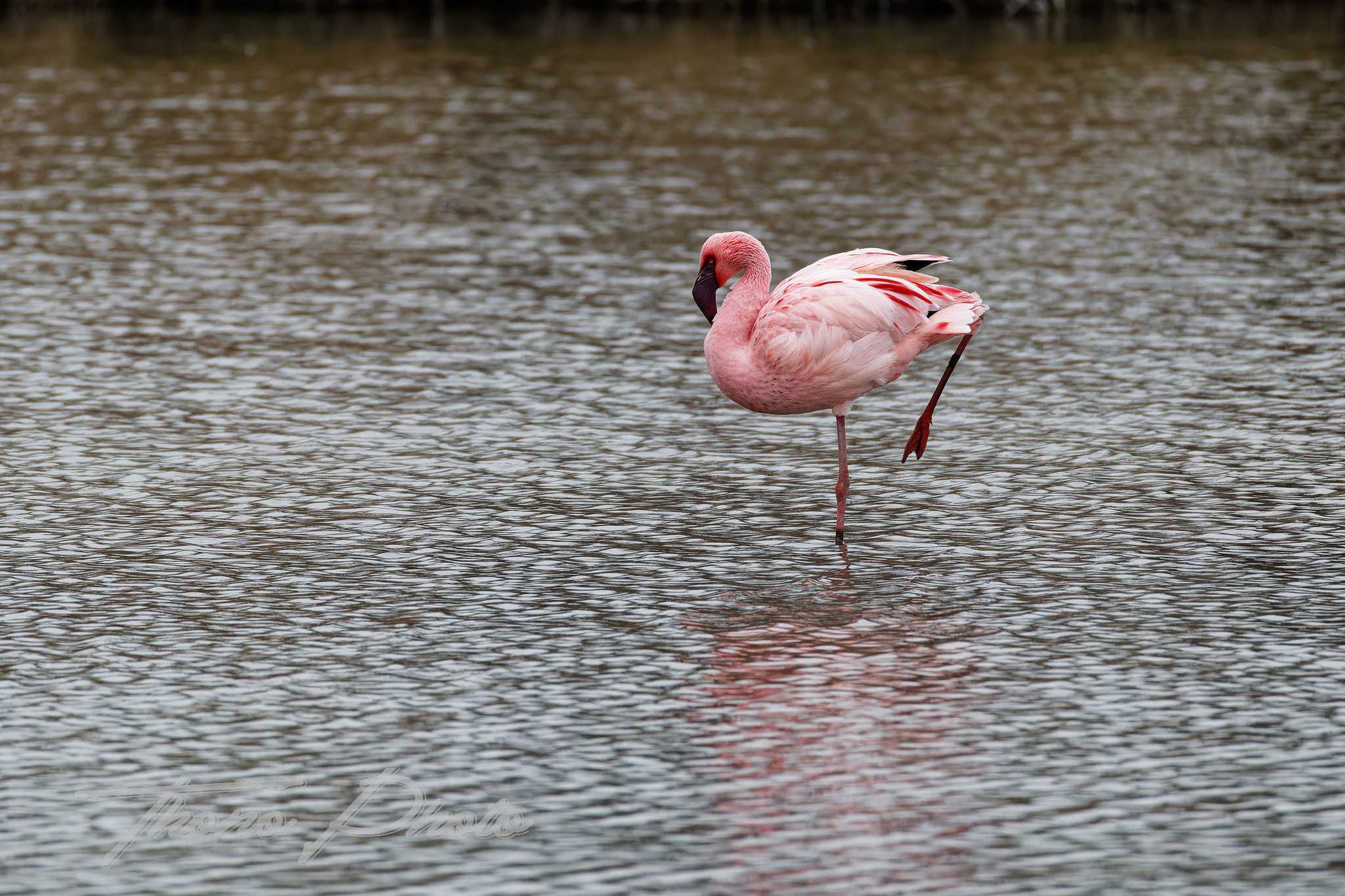 Flamand nain pont de gau 2025 01 24 00680f
