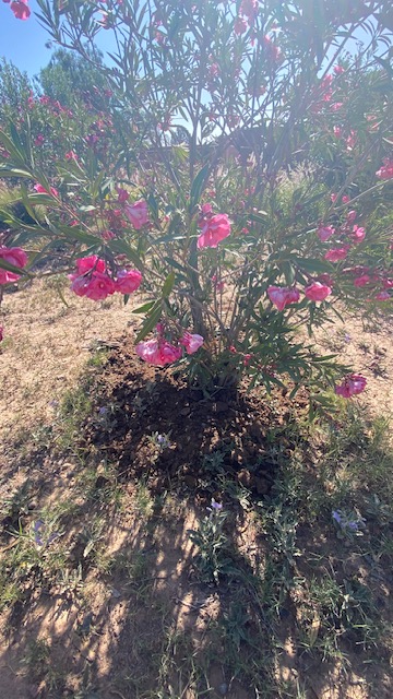 Engrais-plantes