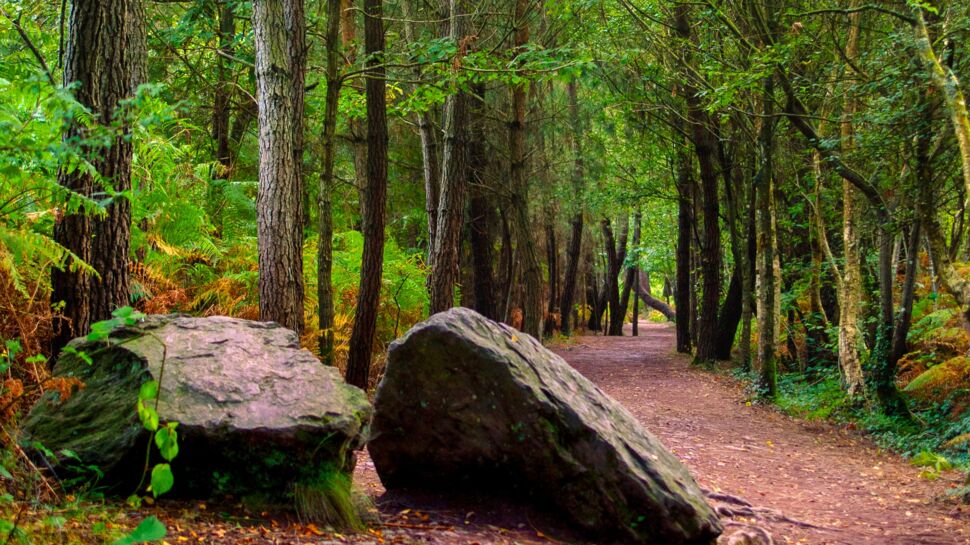 Broceliande sur tf1 decouvrez 11 sentiers de randonnees dans la mythique foret de la serie