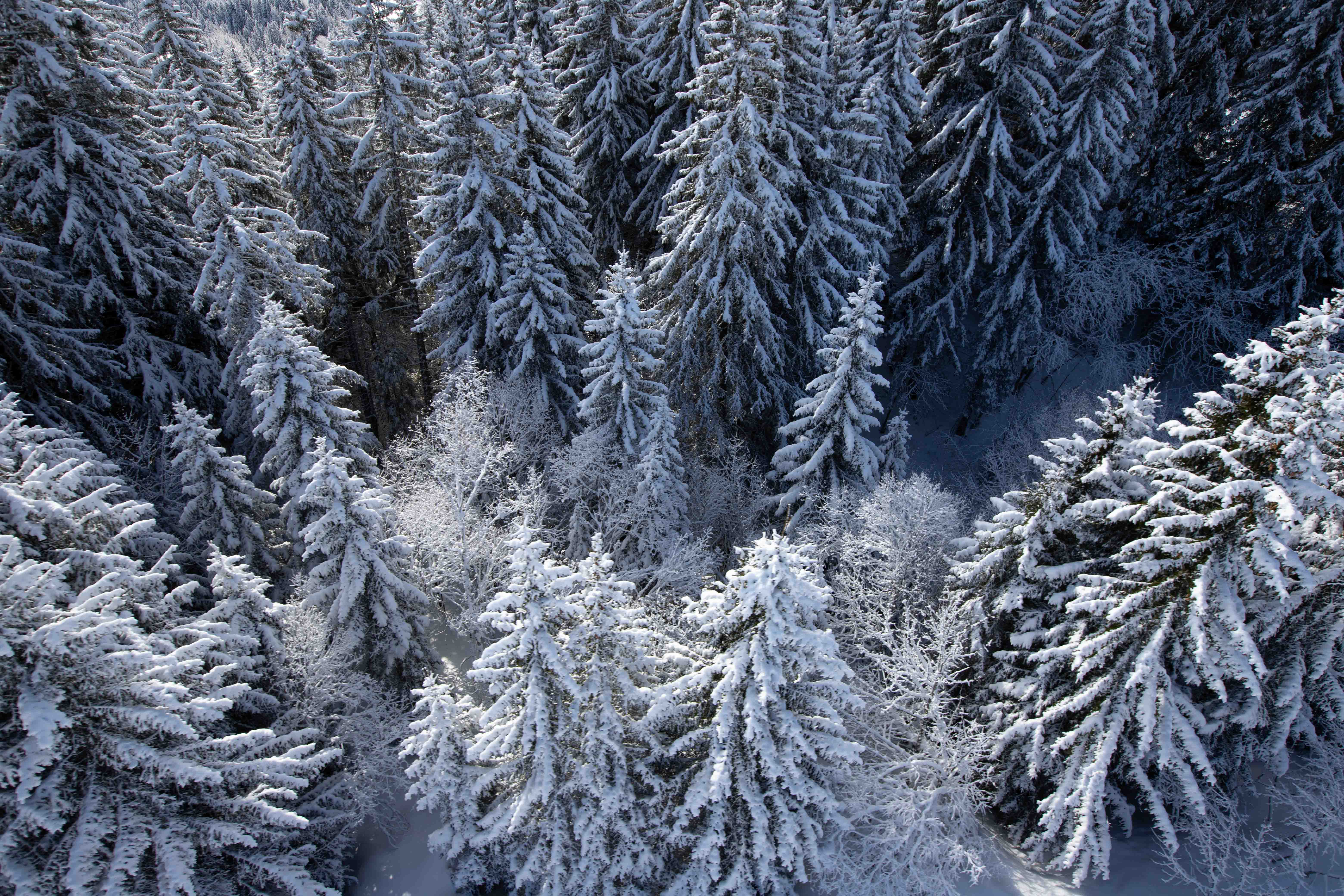Par dessus les sapins