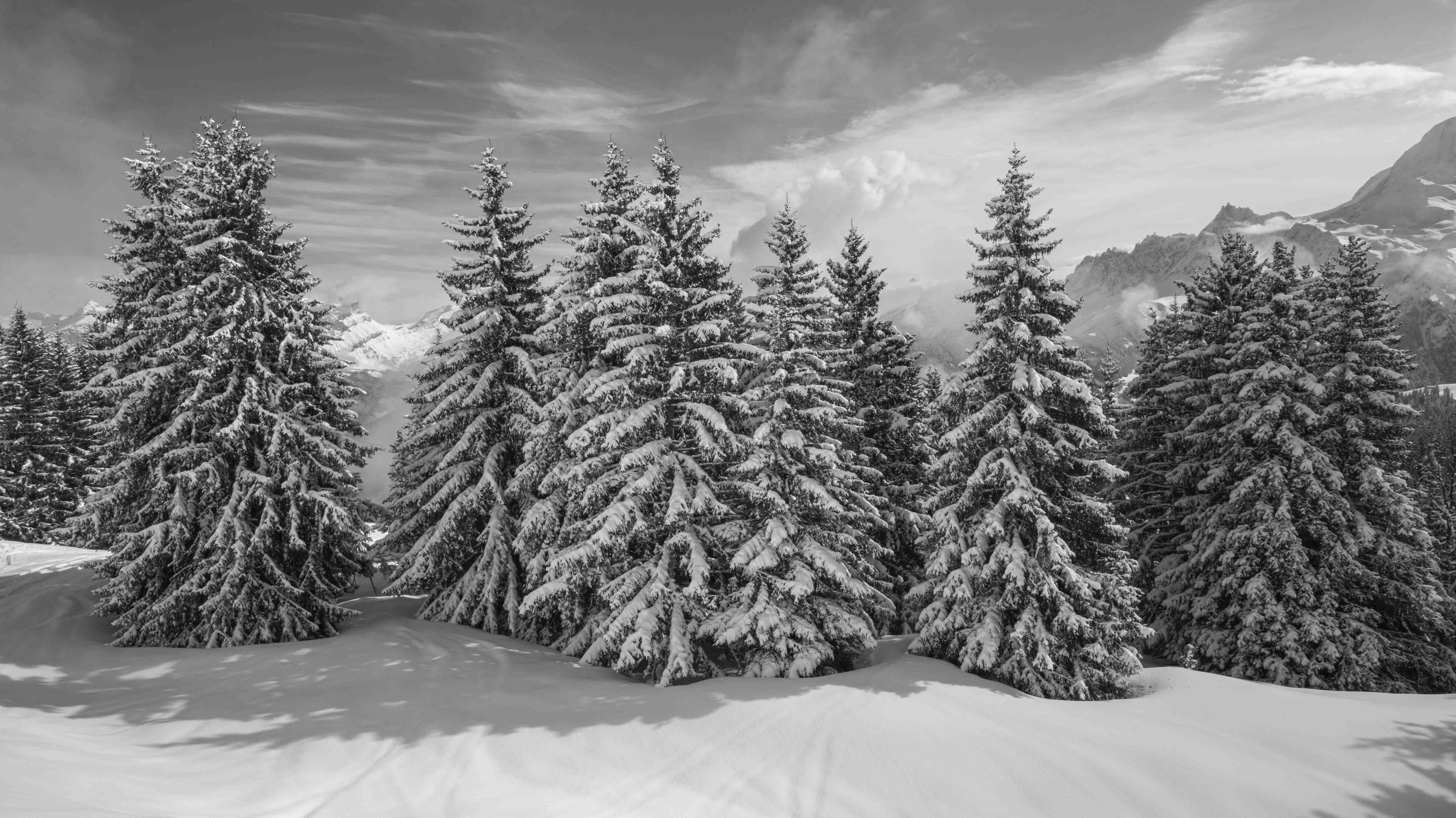 Les sapins 1 sur 1 