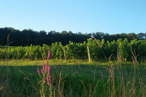 -600-x-400-px-page-nos-vins-millesime-2016