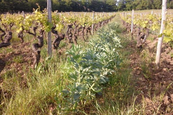 -600-x-400-px-page-nos-vins-millesime-2014