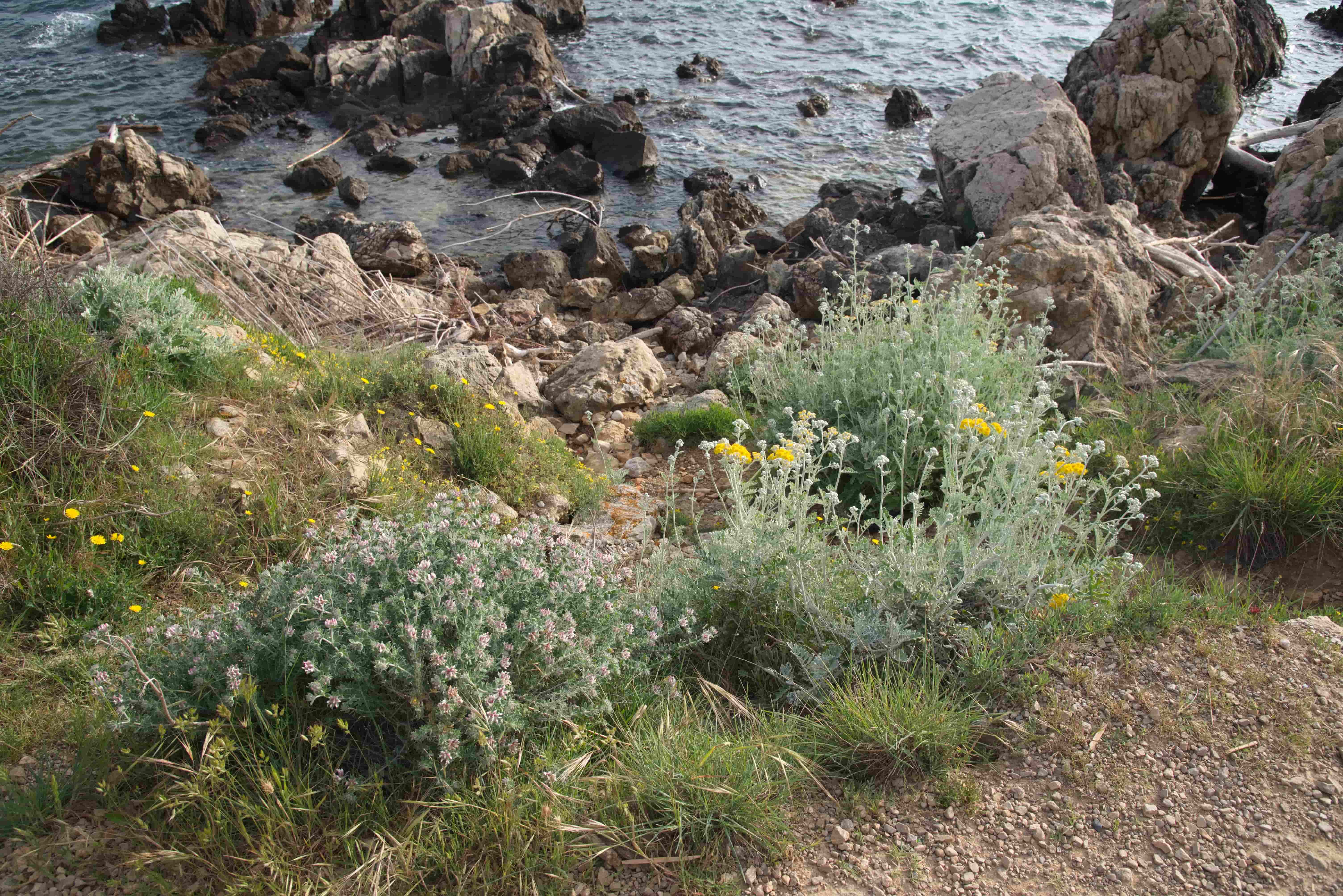6-Sentier-du-Littoral-Pied-de-Coq-Dorcynium-hirsutum-et-cyneraire-maritime