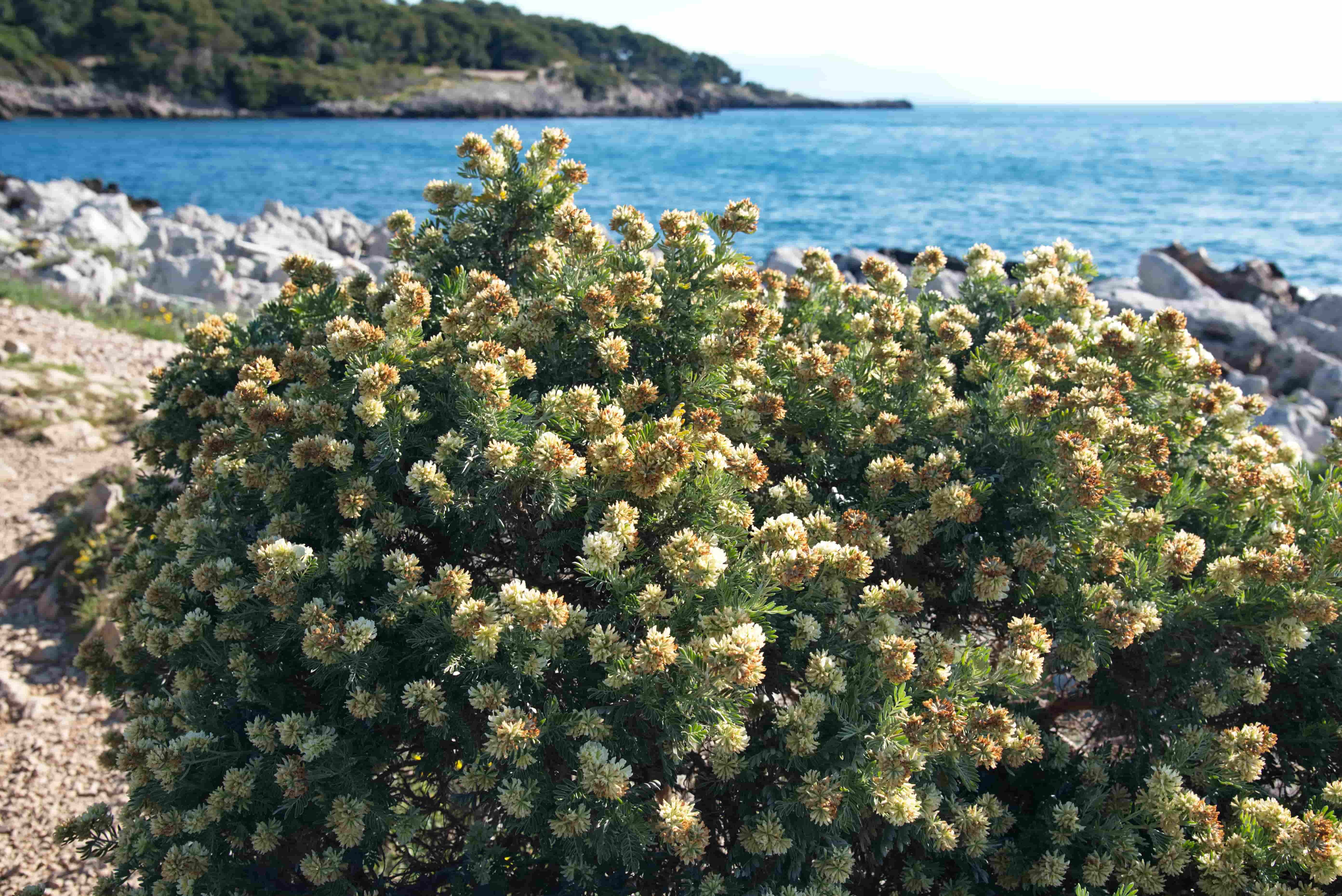 9-Sentier-du-Littoral-Anthyllis-barba-jovis-ou-barbe-de-Jupiter