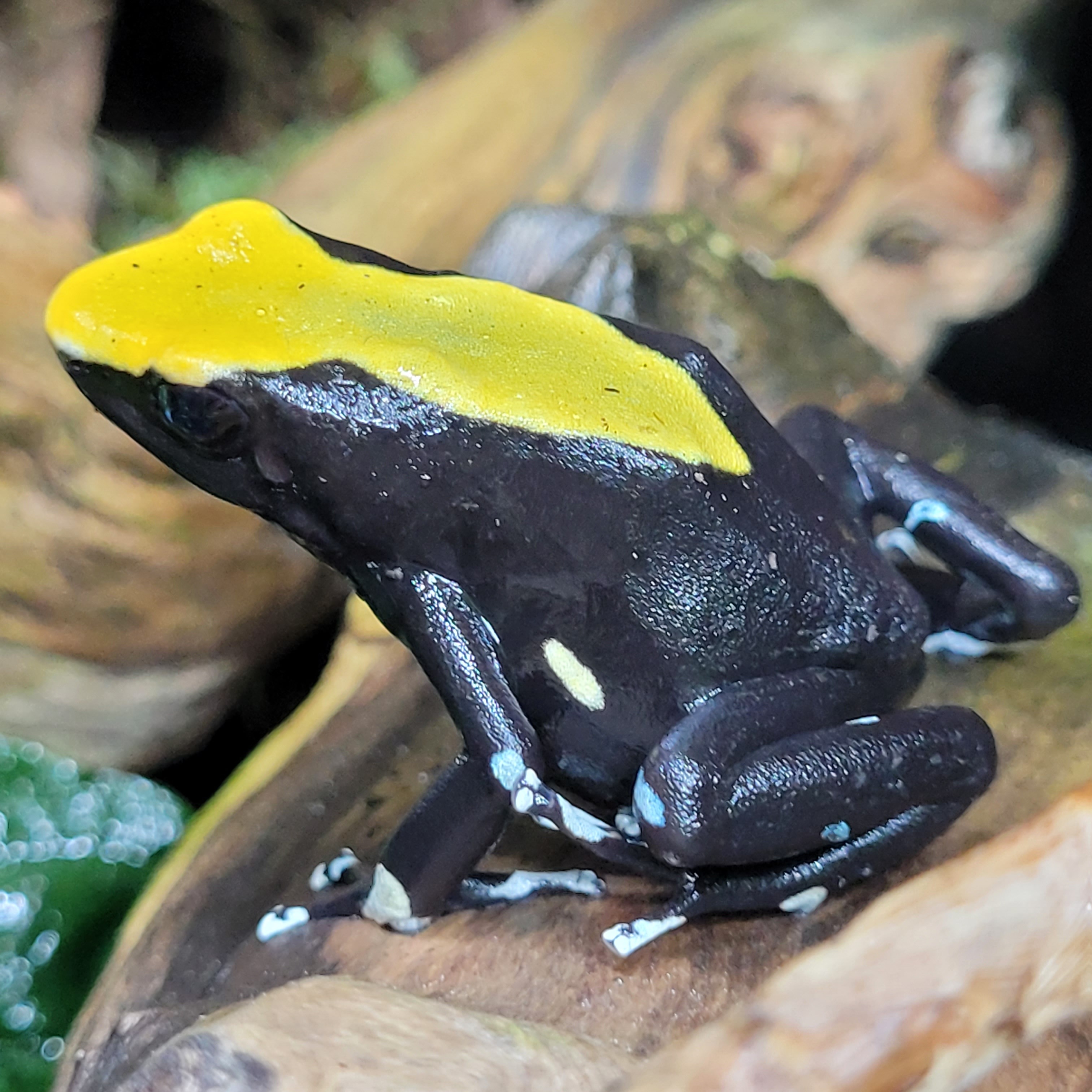 Tinctorius yellow back