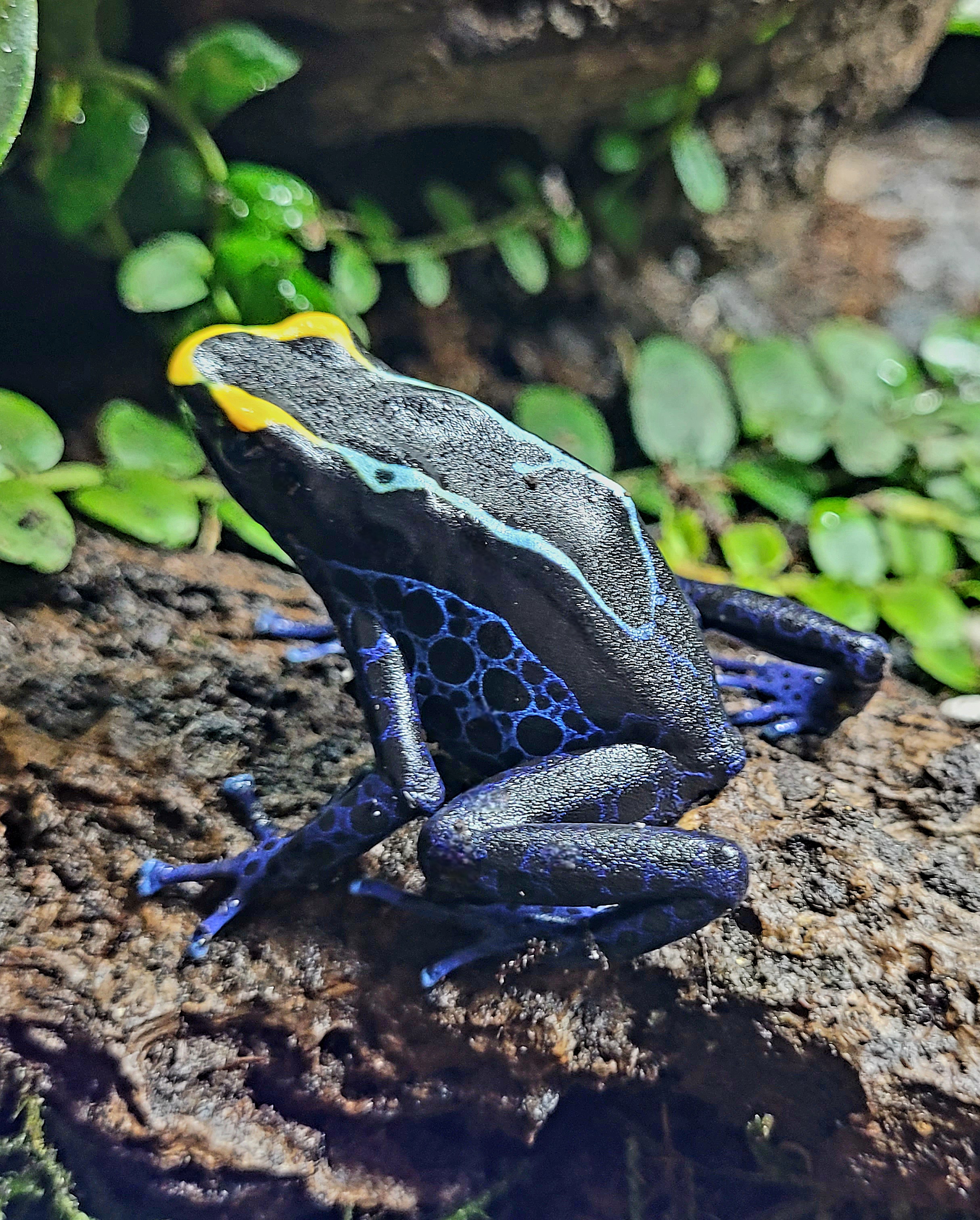 Tinctorius true sipaliwini