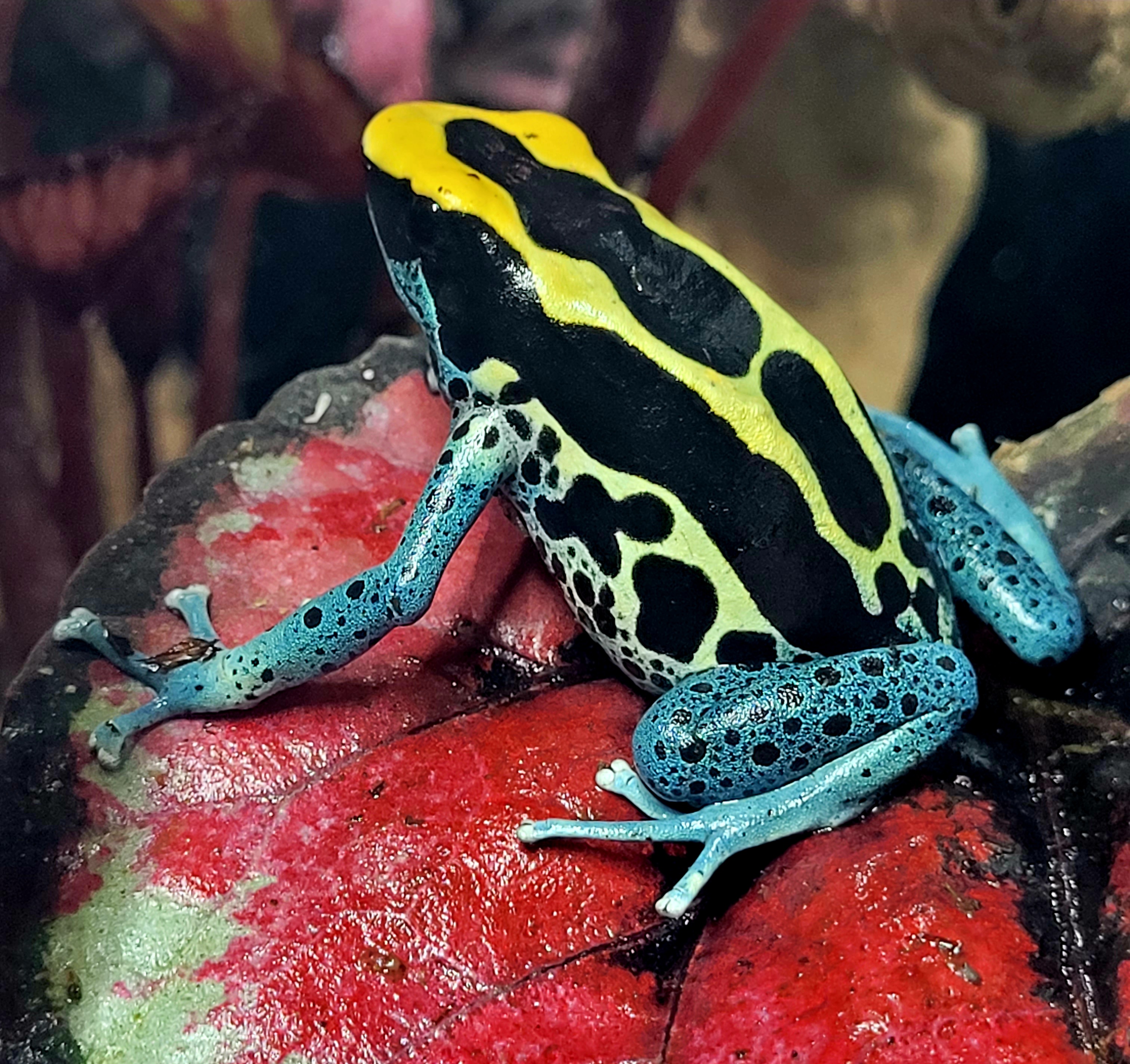 Tinctorius patricia