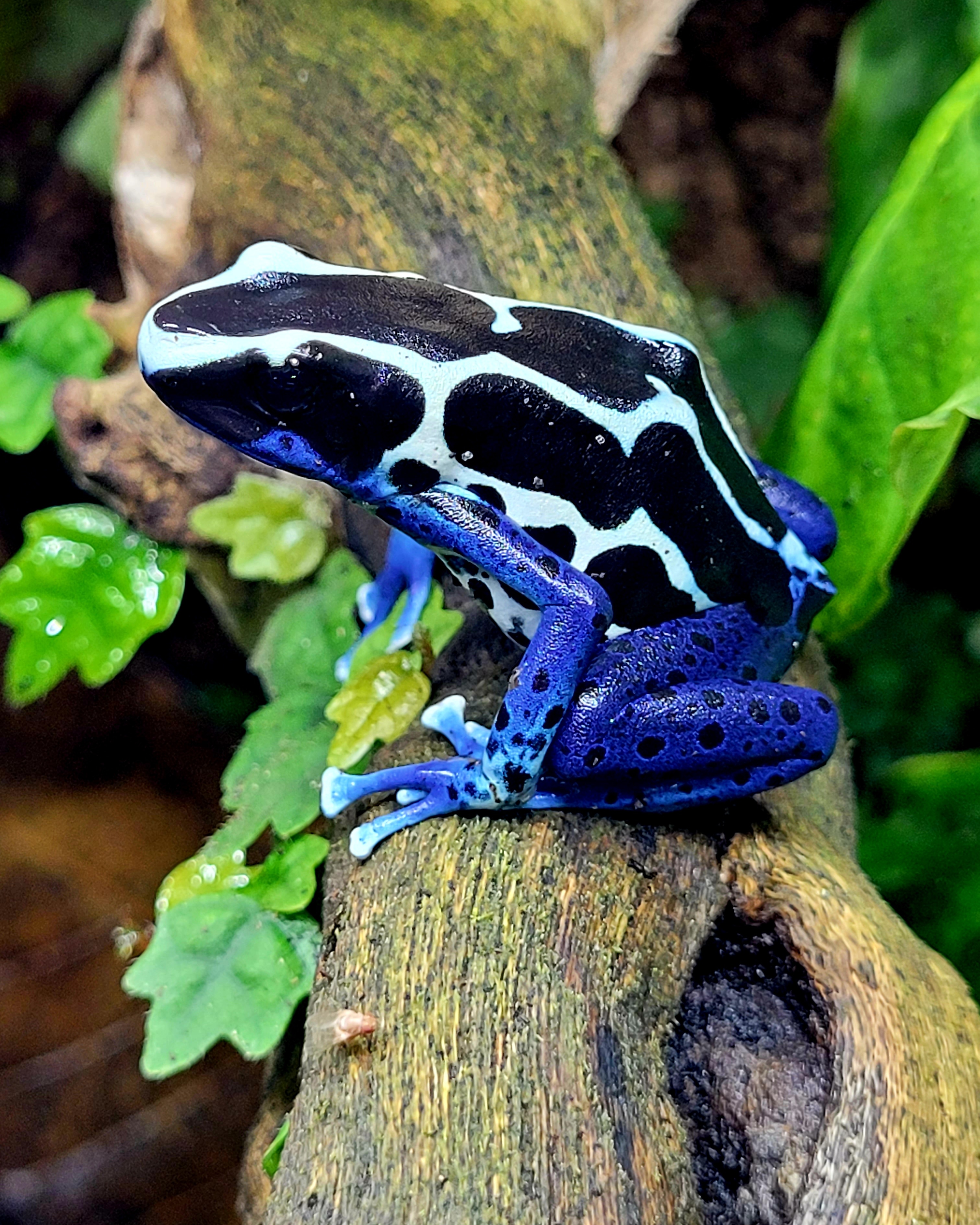 Tinctorius oyapock