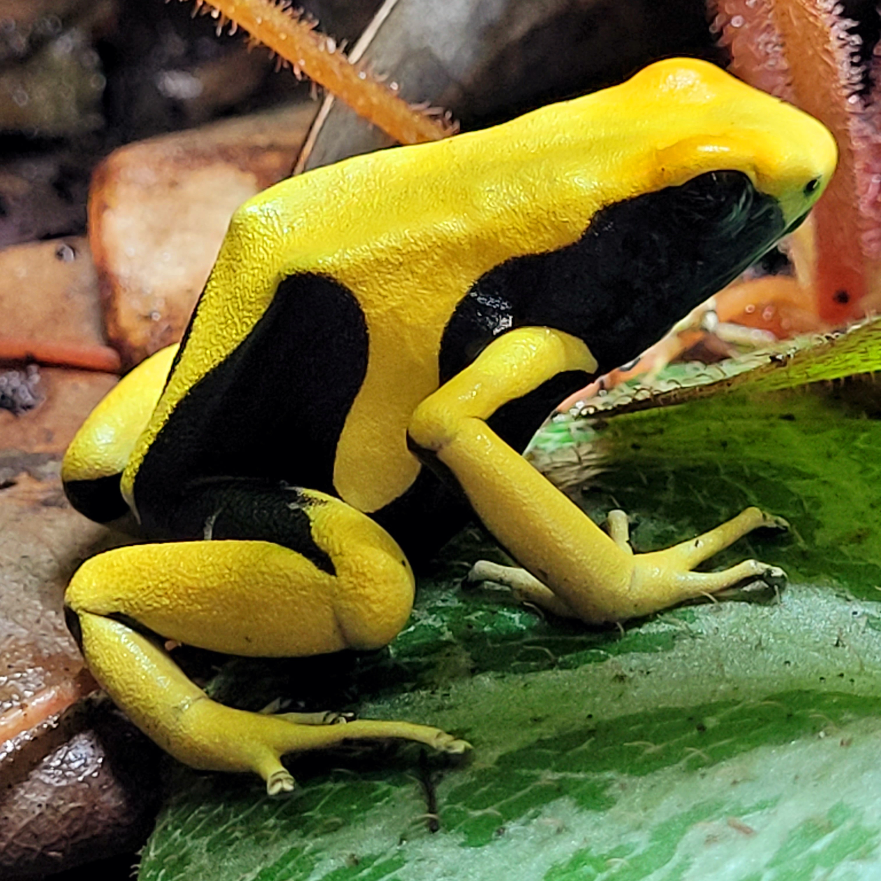 Tinctorius matecho