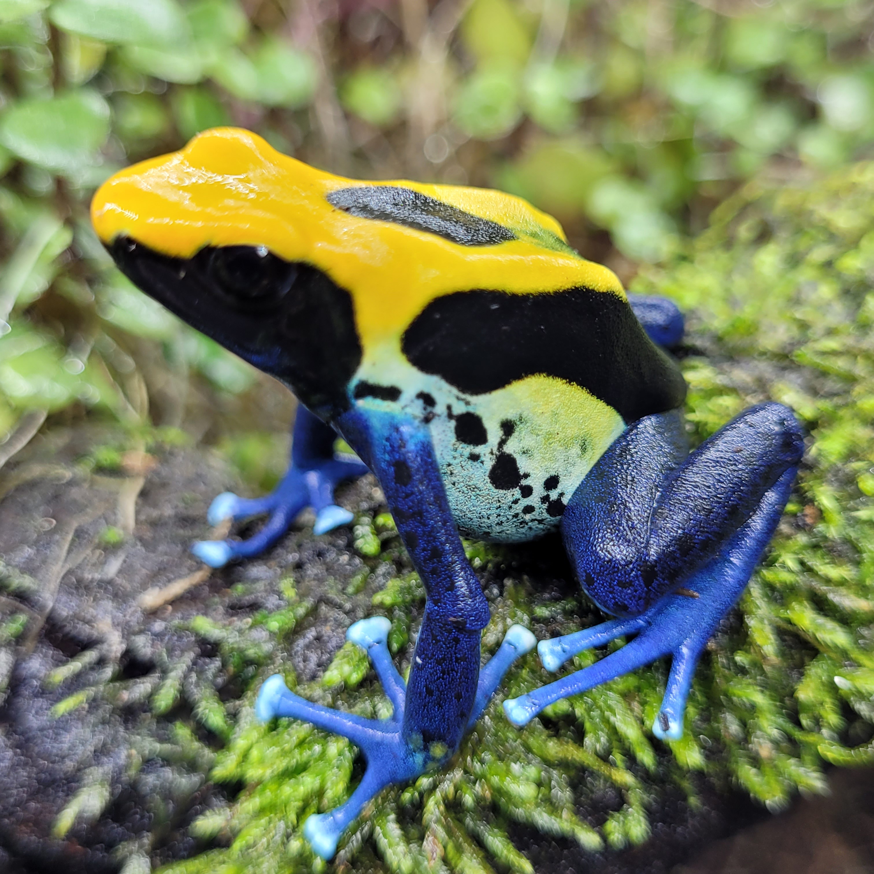 Tinctorius brazilian yellow head
