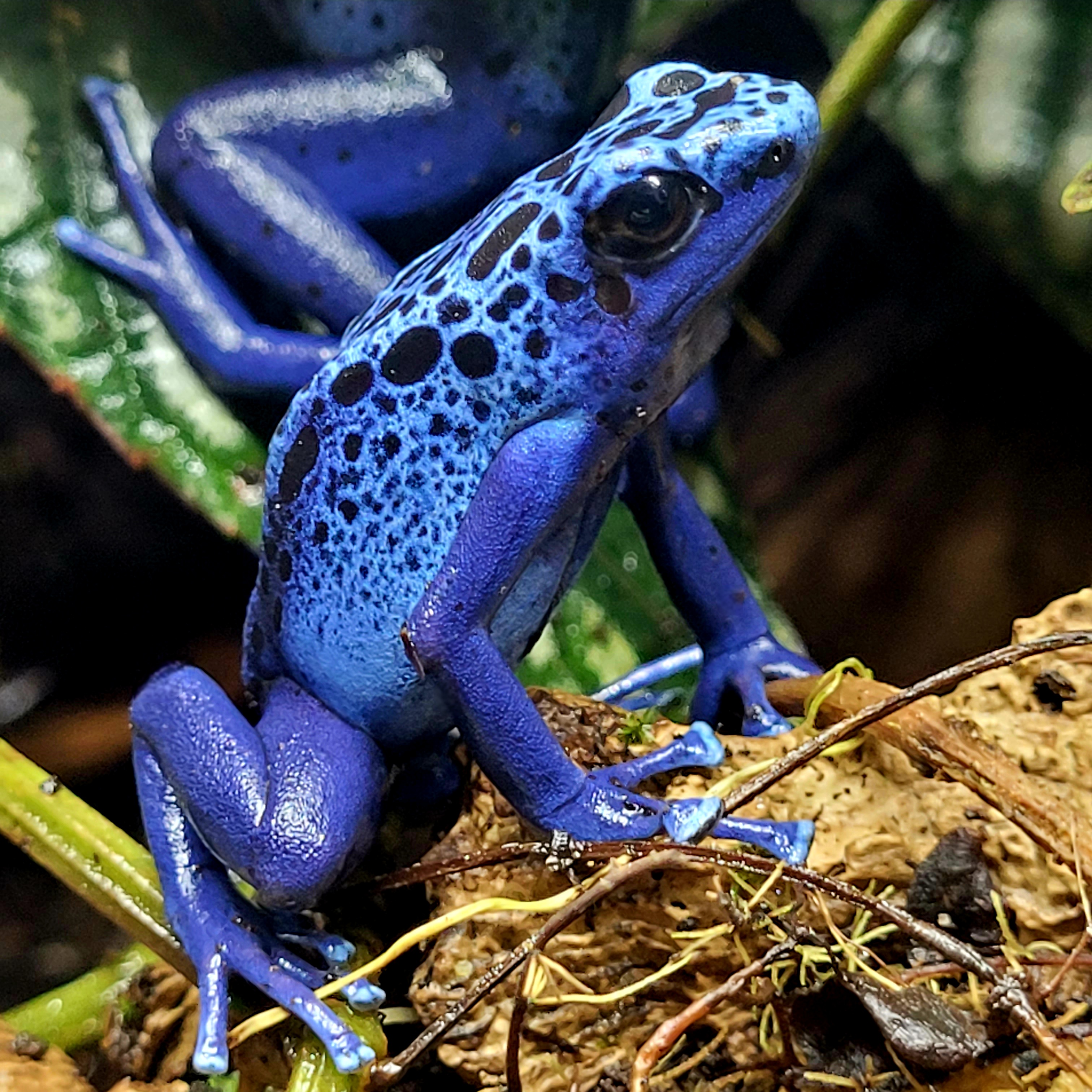Tinctorius azureus