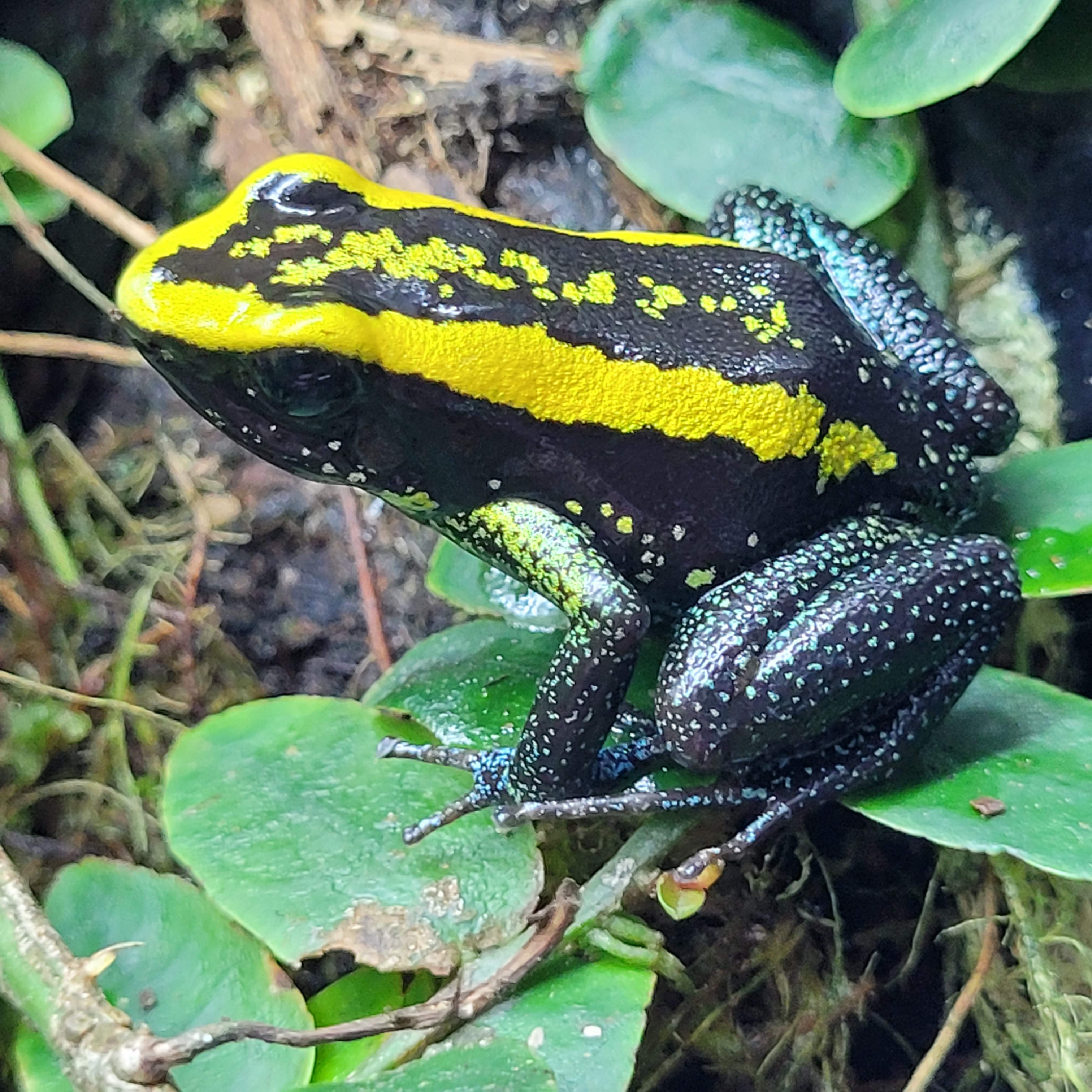 Phylobates aurotaenia