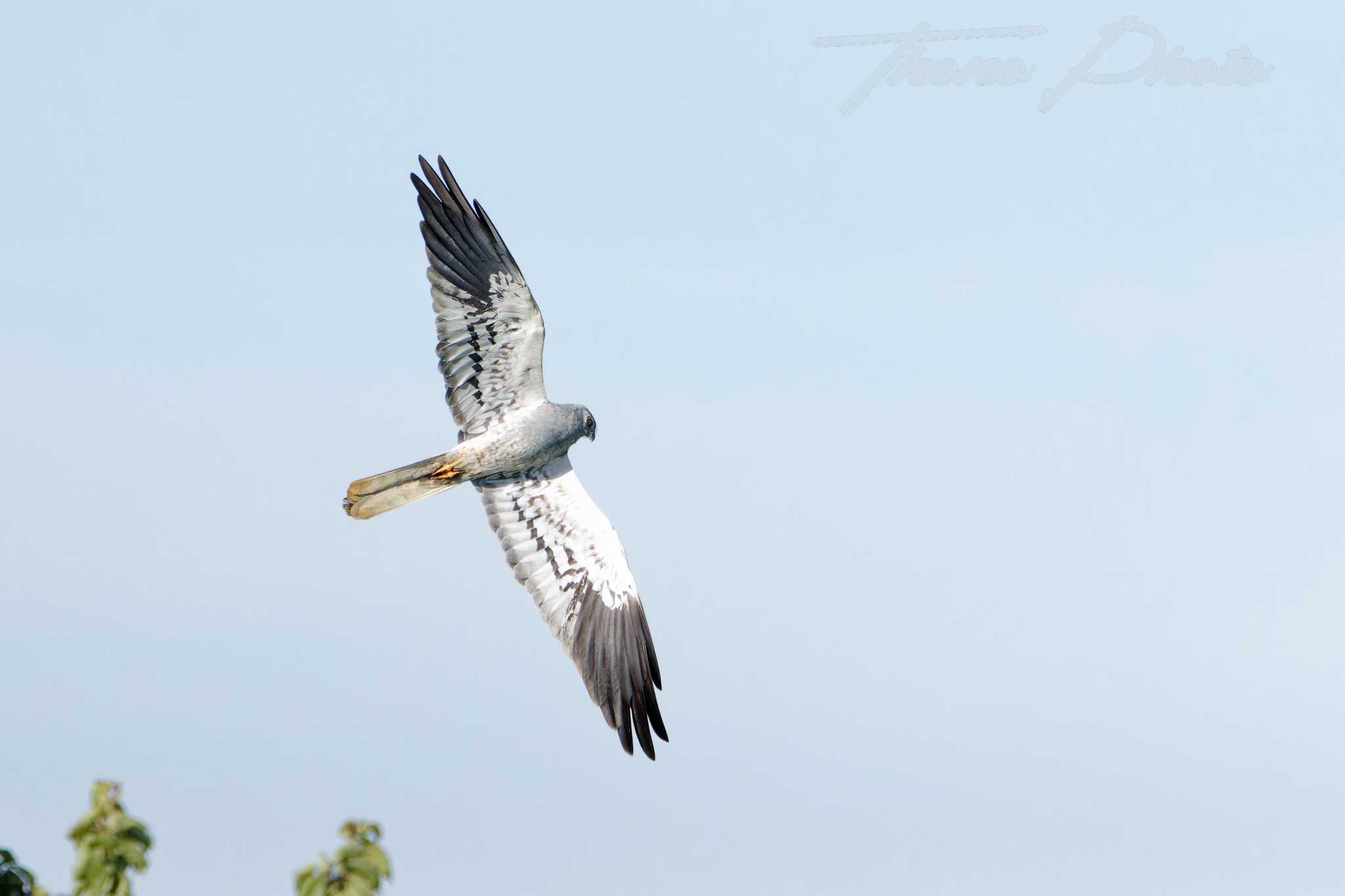 Busard cendre ste gemme la plaine 2025 05 18 4940f