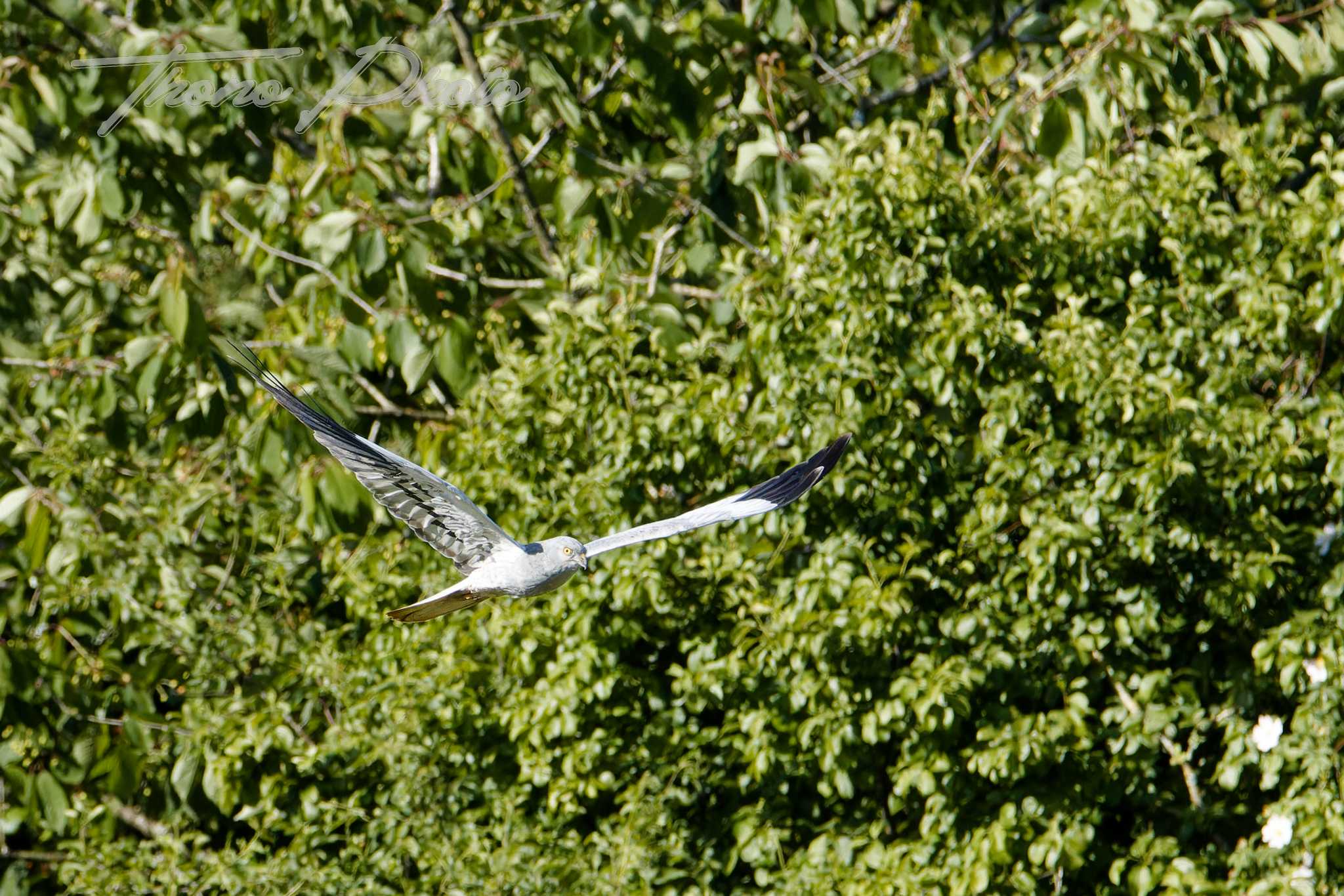 Busard cendre ste gemme la plaine 2025 05 18 4938f