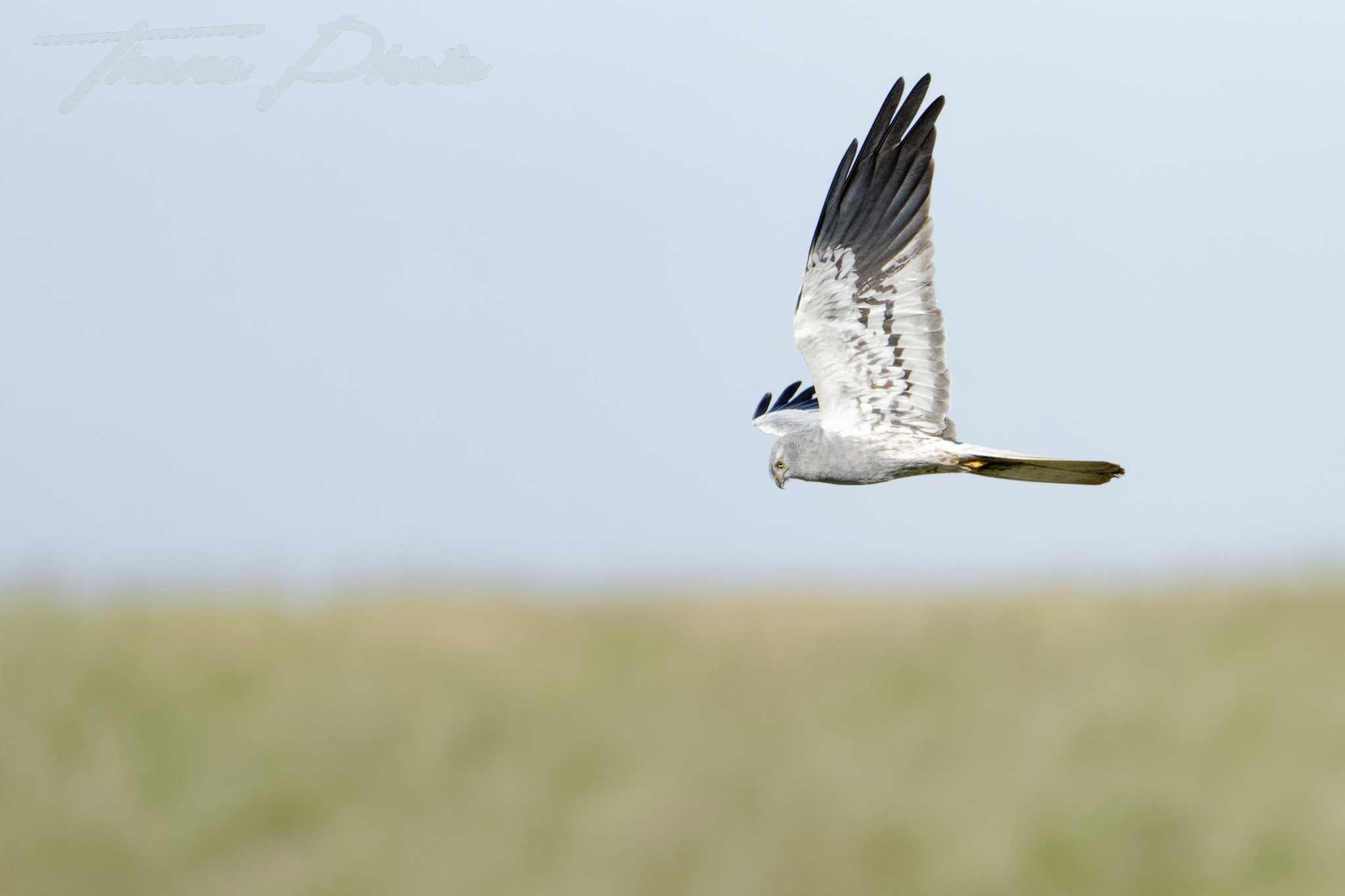 Busard cendre ste gemme la plaine 2025 05 18 4931f