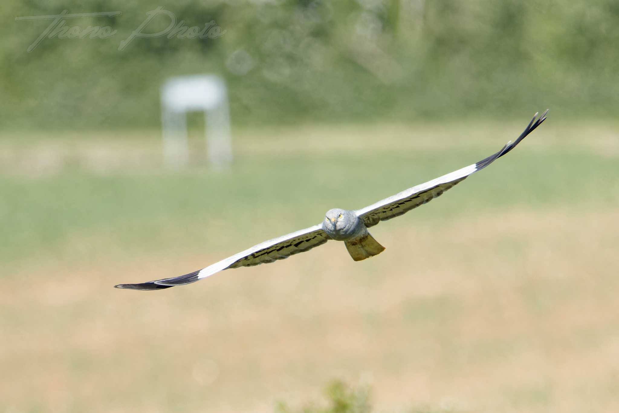 Busard cendre ste gemme la plaine 2025 05 18 4928f