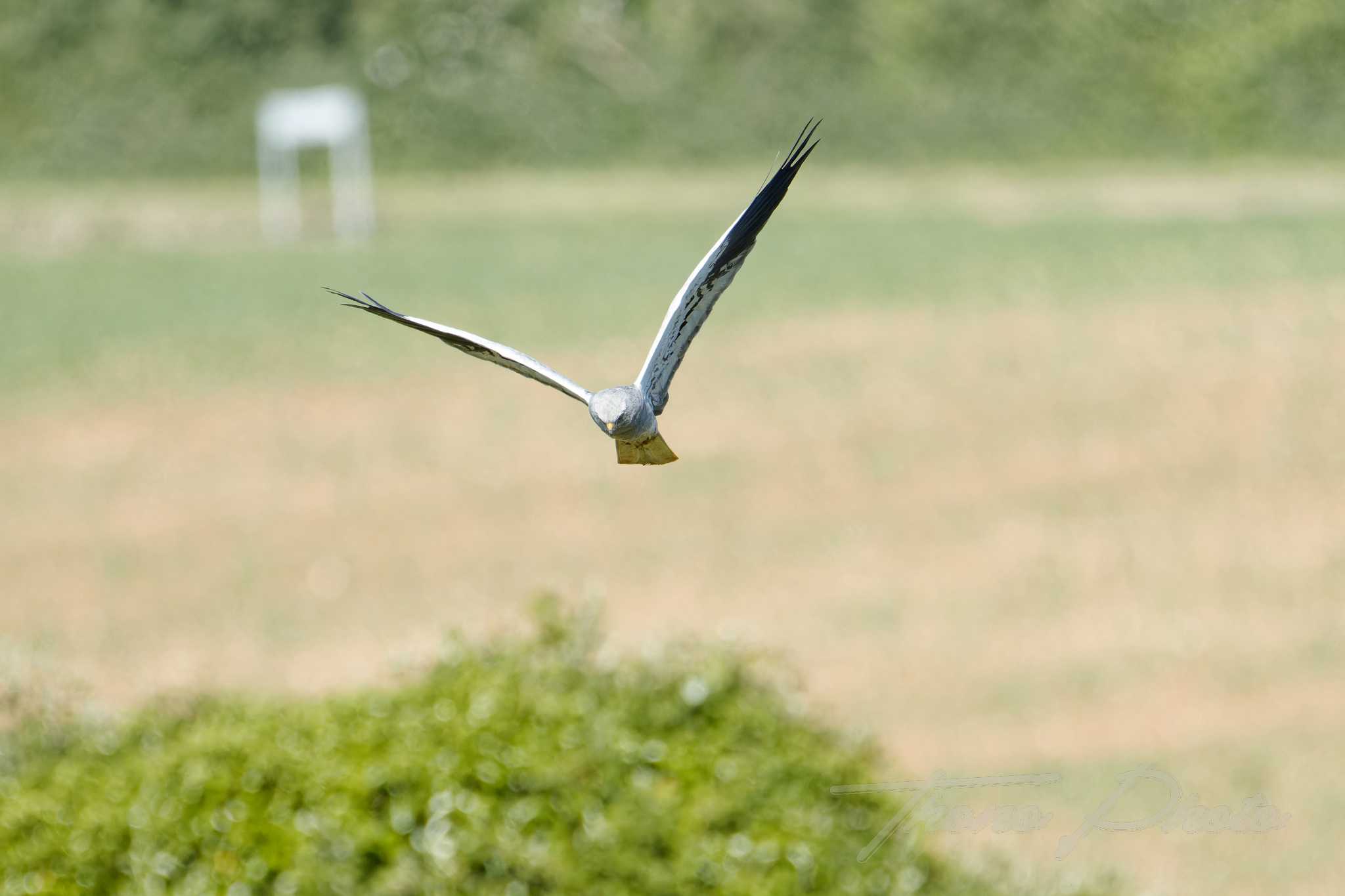 Busard cendre ste gemme la plaine 2025 05 18 4927f