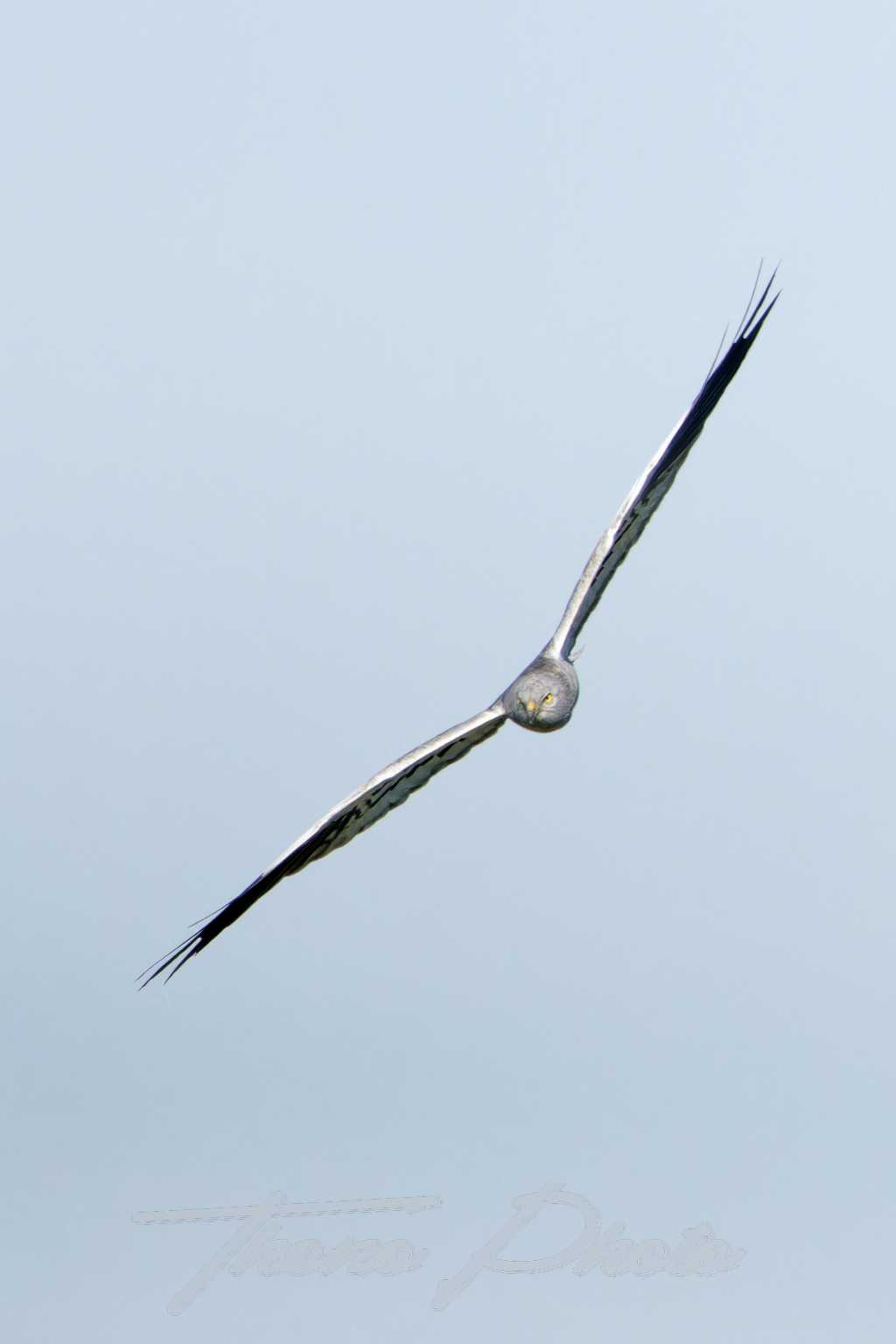 Busard cendre ste gemme la plaine 2025 05 18 4887f