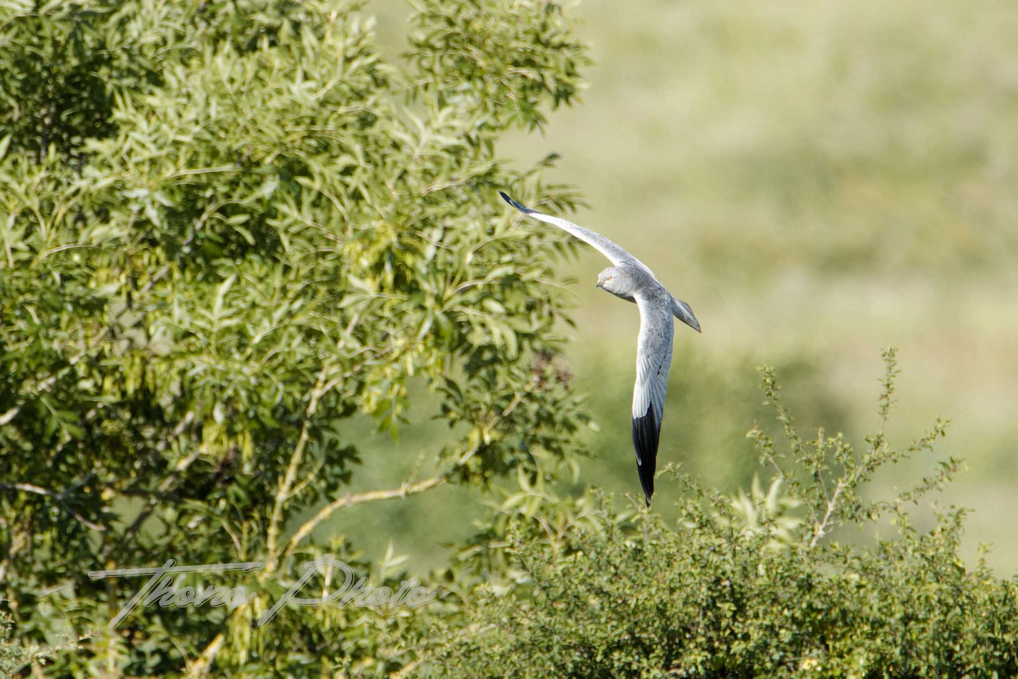 Busard cendre ste gemme la plaine 2025 05 18 4875f