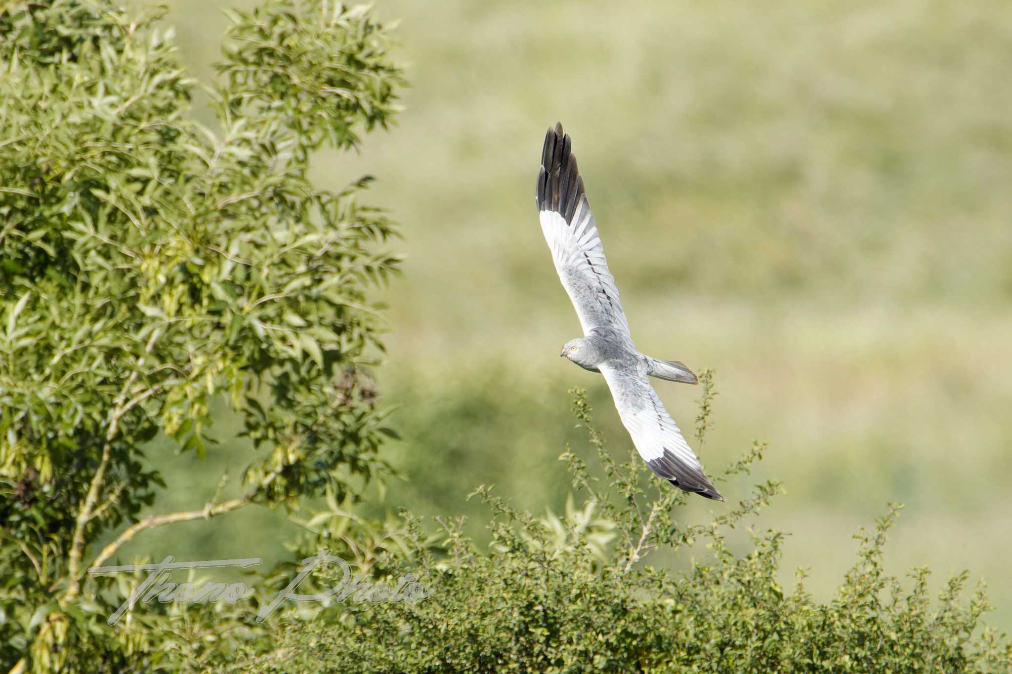 Busard cendre ste gemme la plaine 2025 05 18 4874f